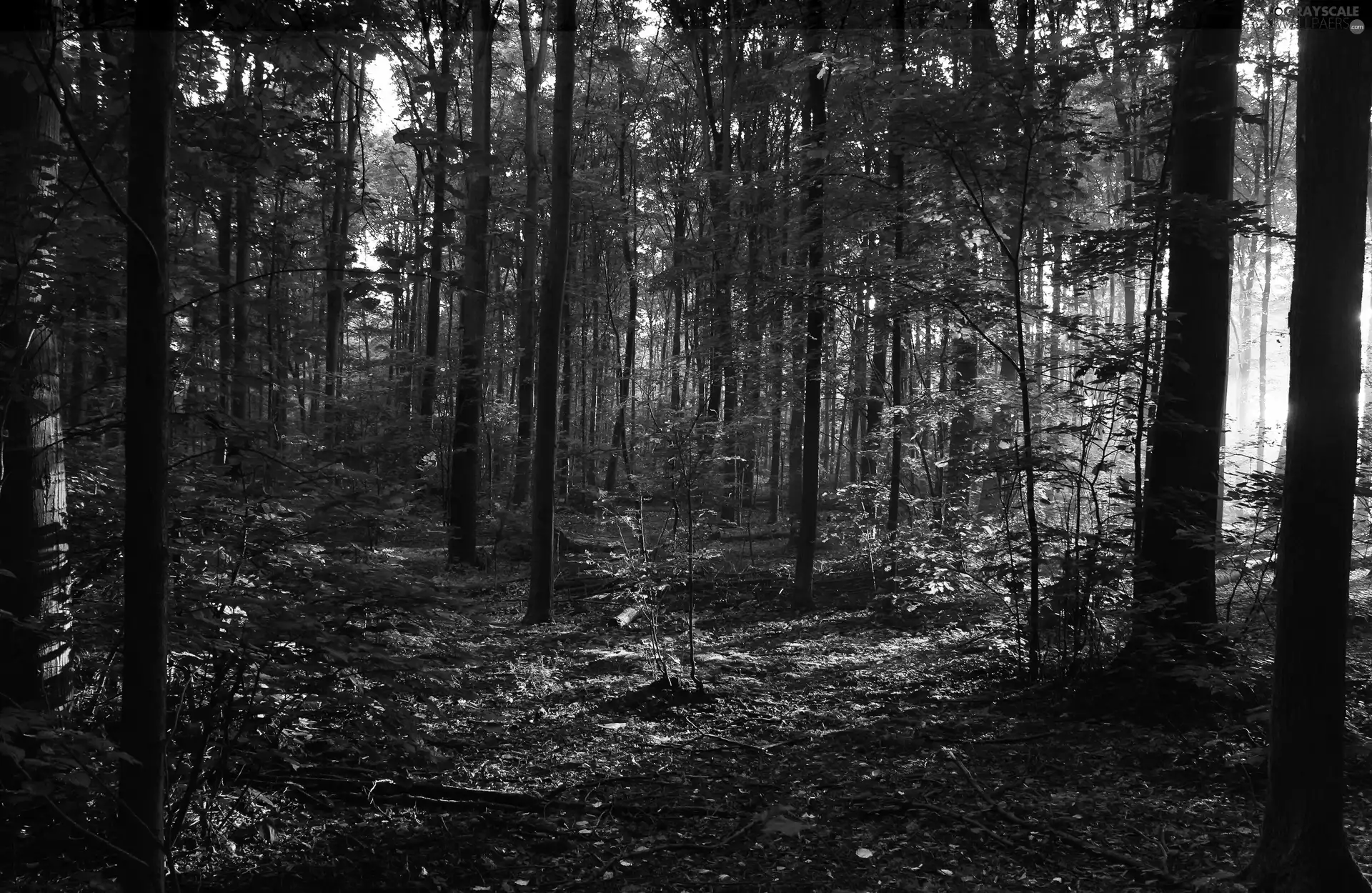 ligh, forest, flash, luminosity, sun, Przebijające