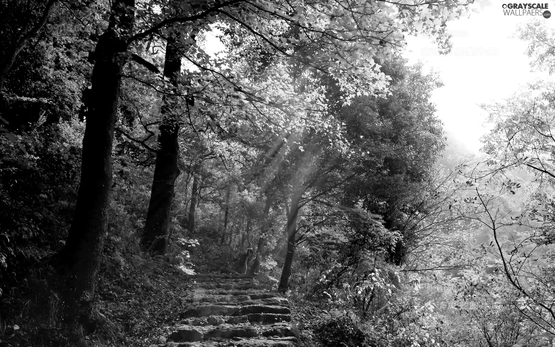 ligh, forest, flash, luminosity, sun, Przebijające