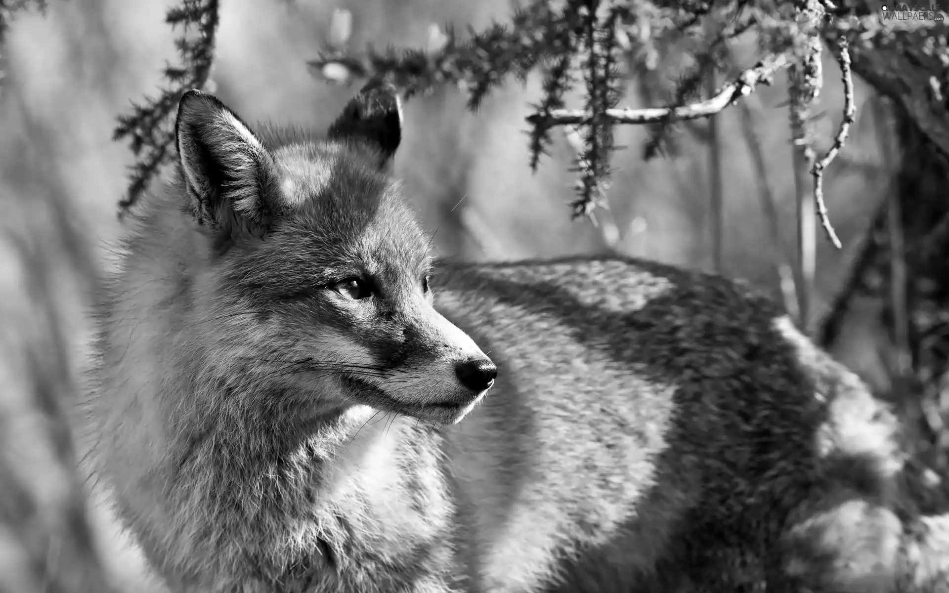 ligh, Fox, flash, luminosity, sun, Przebijające