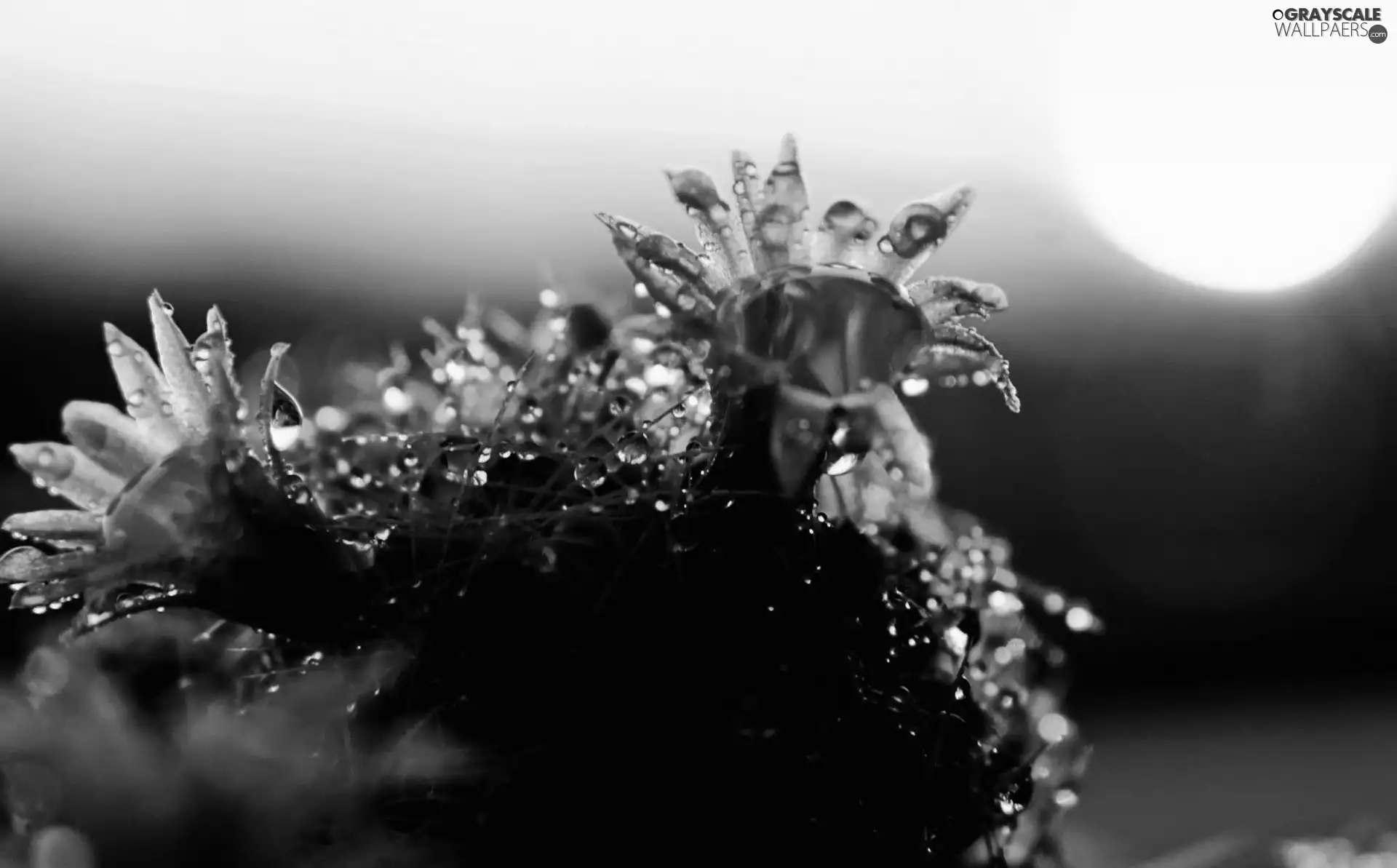 ligh, plant, flash, luminosity, sun, Przebijające