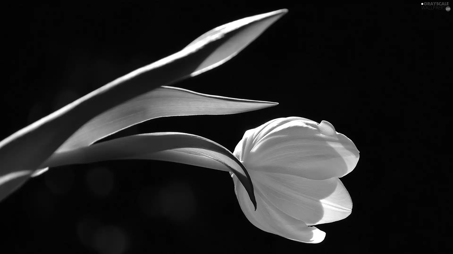 ligh, White, flash, luminosity, sun, tulip