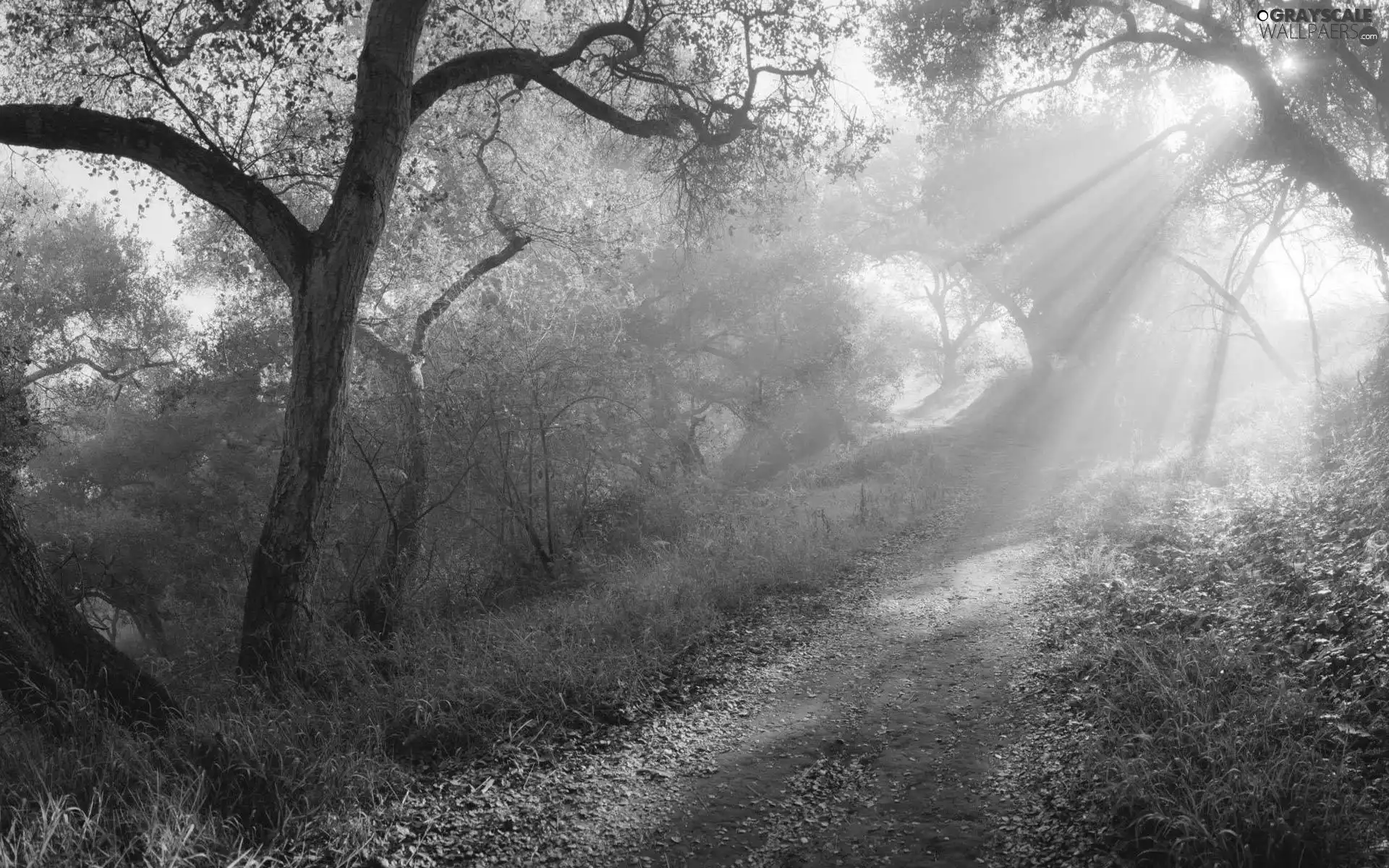 sun, forest, luminosity, ligh, Path, flash, Przebijające