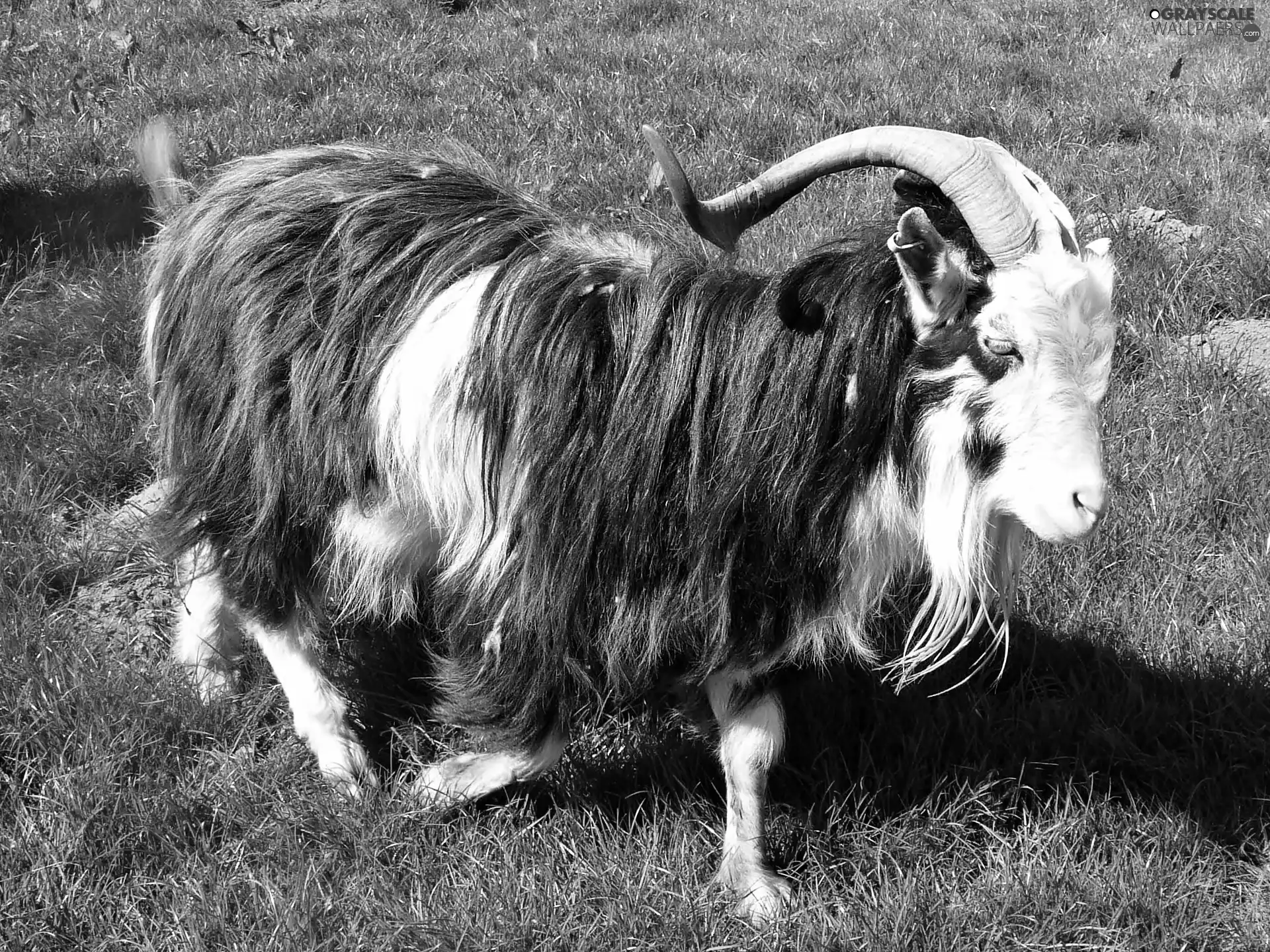 sun, grass, luminosity, ligh, goat, flash, shadow