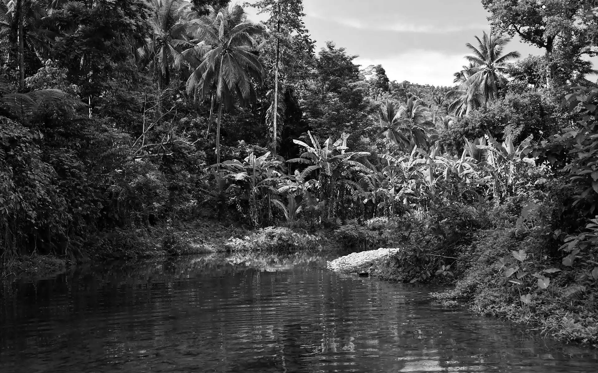 sun, River, luminosity, ligh, jungle, flash, shadow