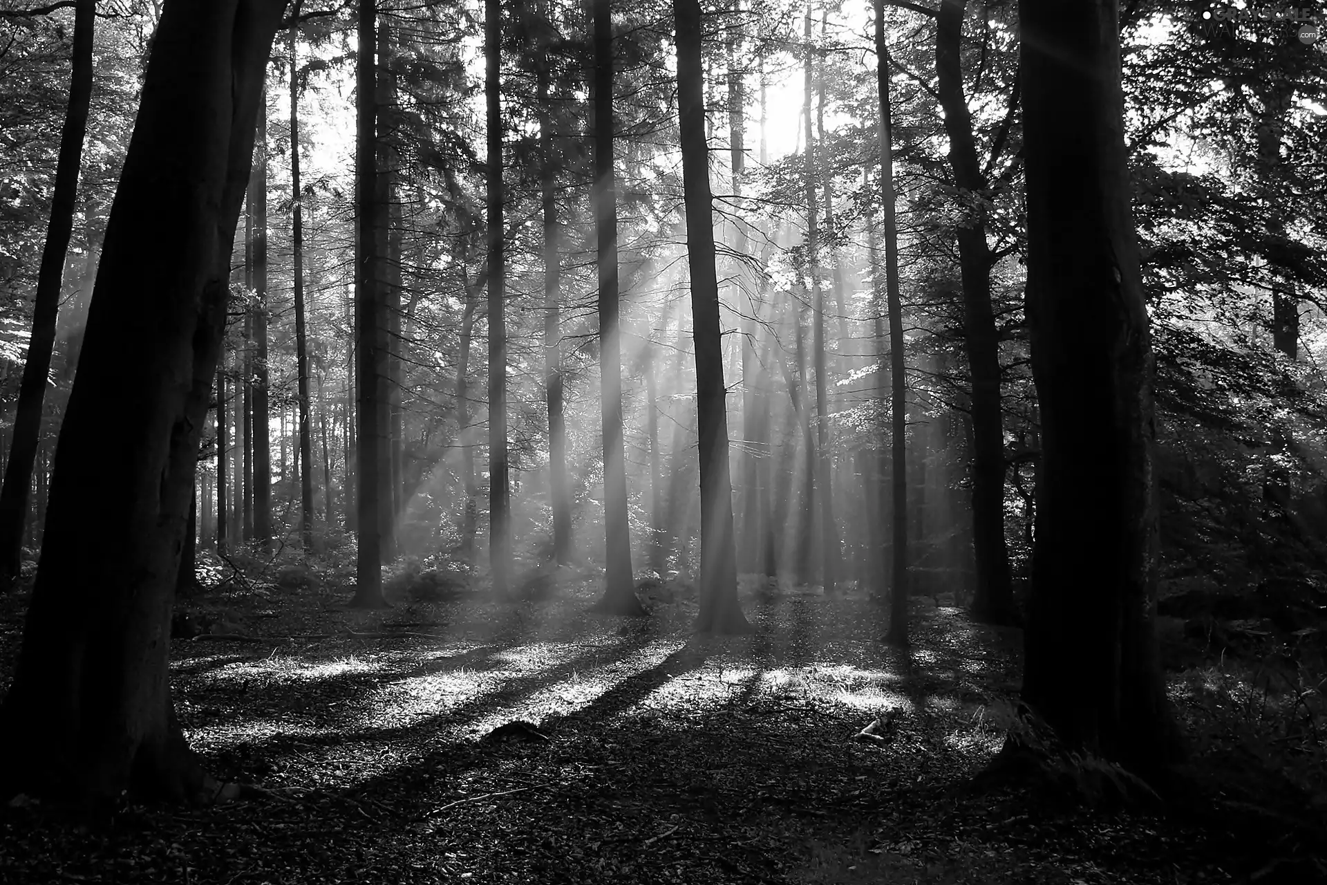 viewes, light breaking through sky, shadows, trees, forest