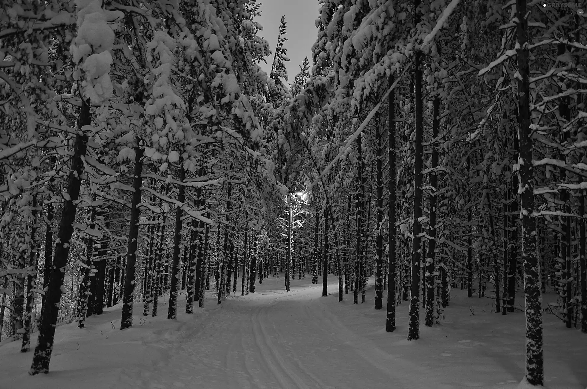 forest, winter, flashing, Lamp, Dusk, Way