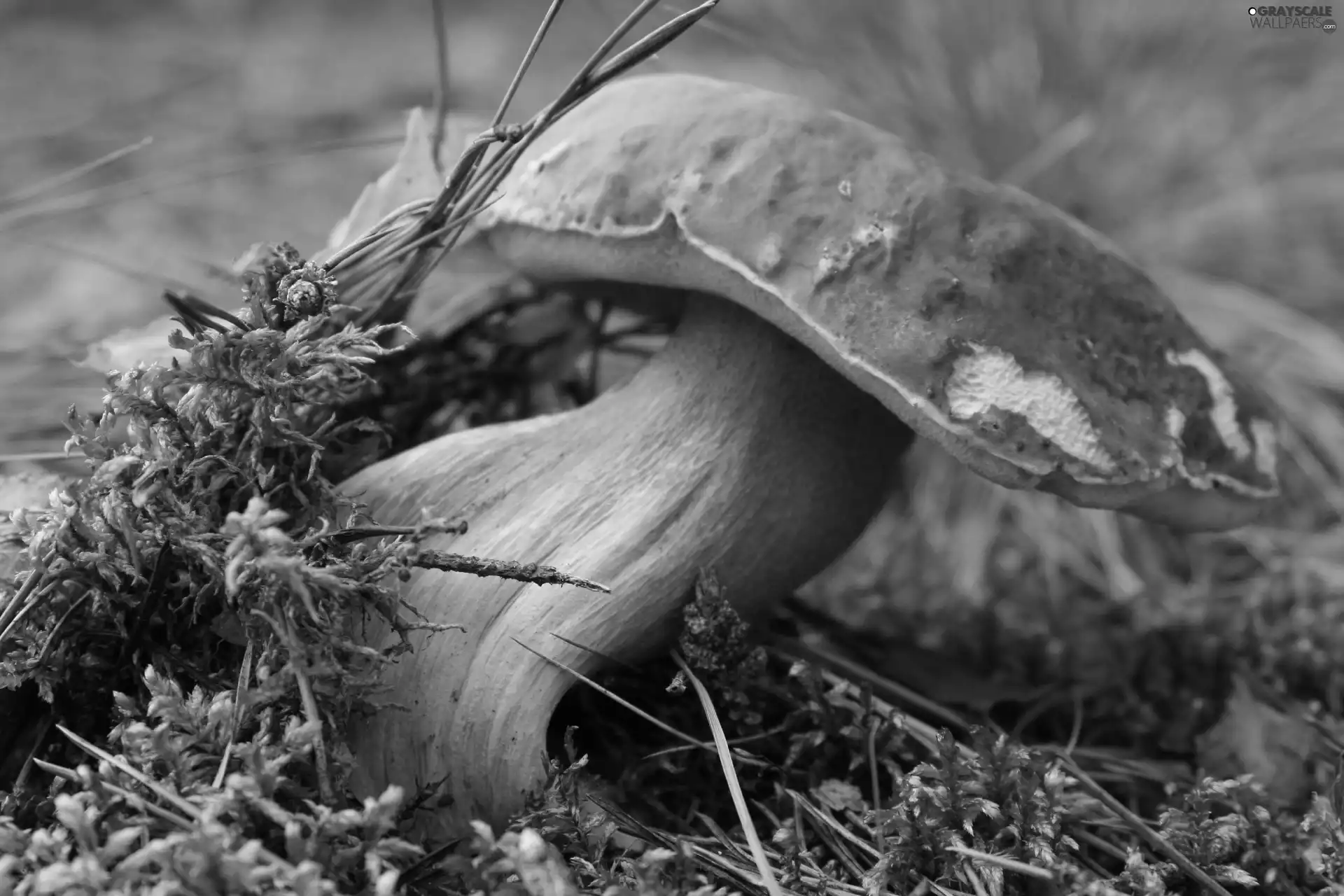 forester, Real mushroom, fleece