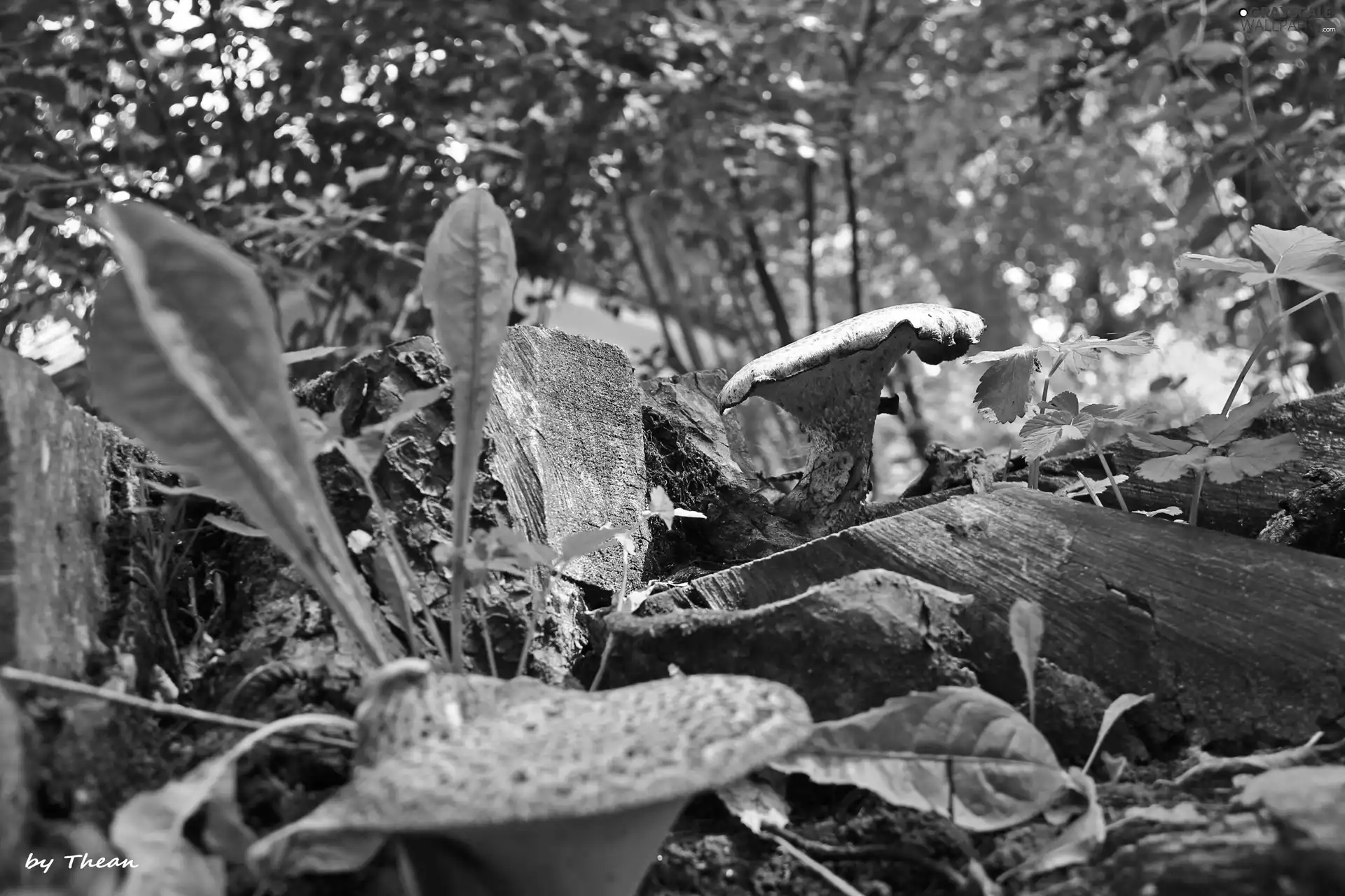 fleece, mushrooms, Stems