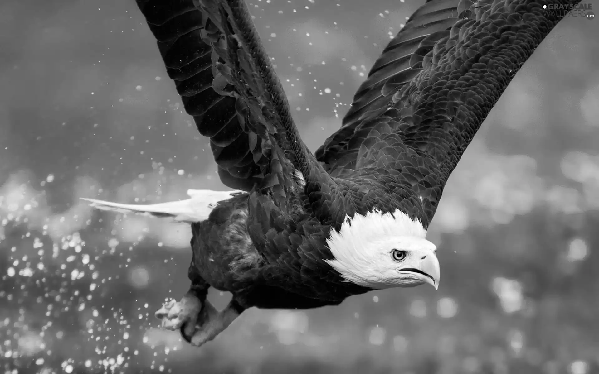 flight, attacker, American Bald Eagle