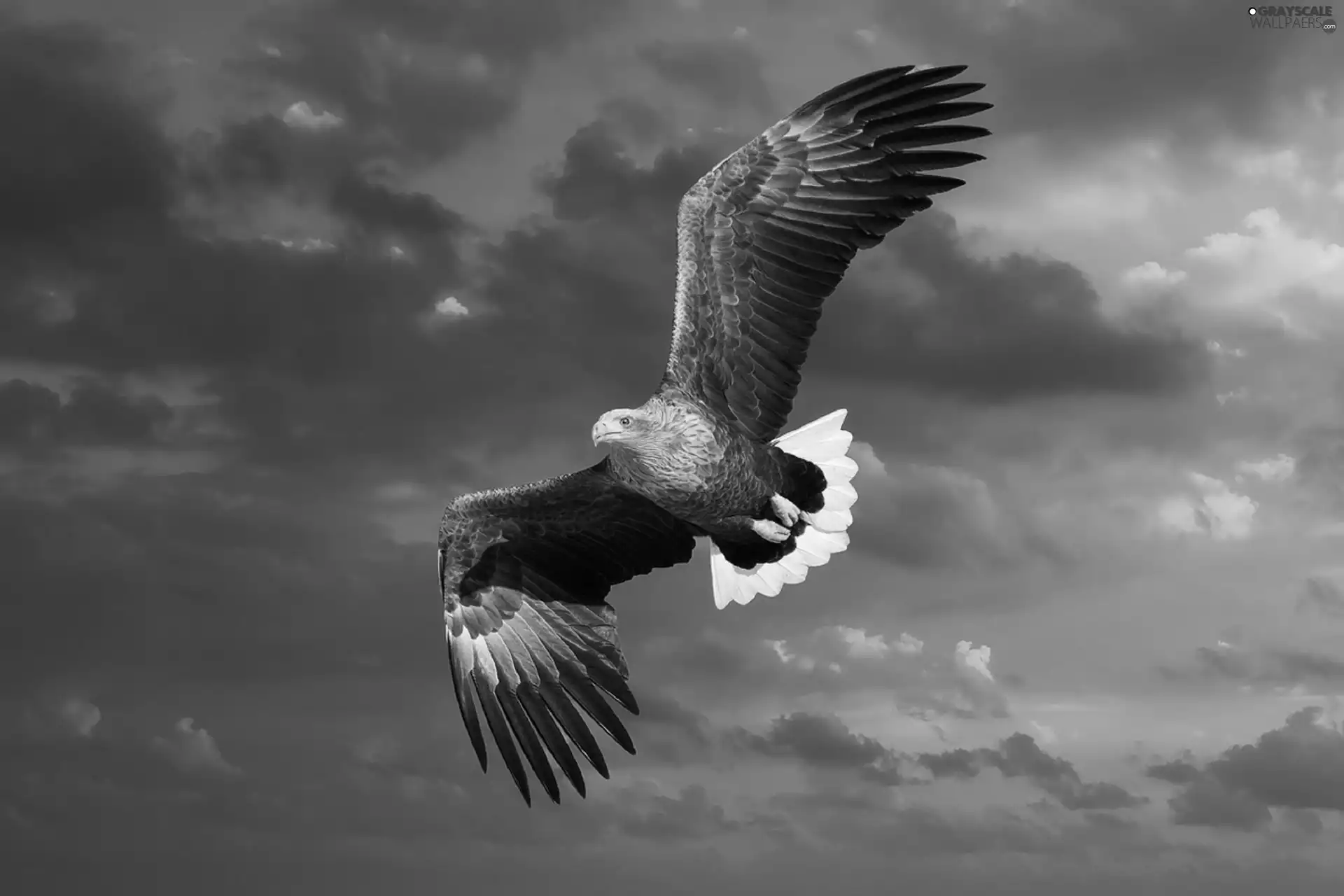 American Bald Eagle, flight