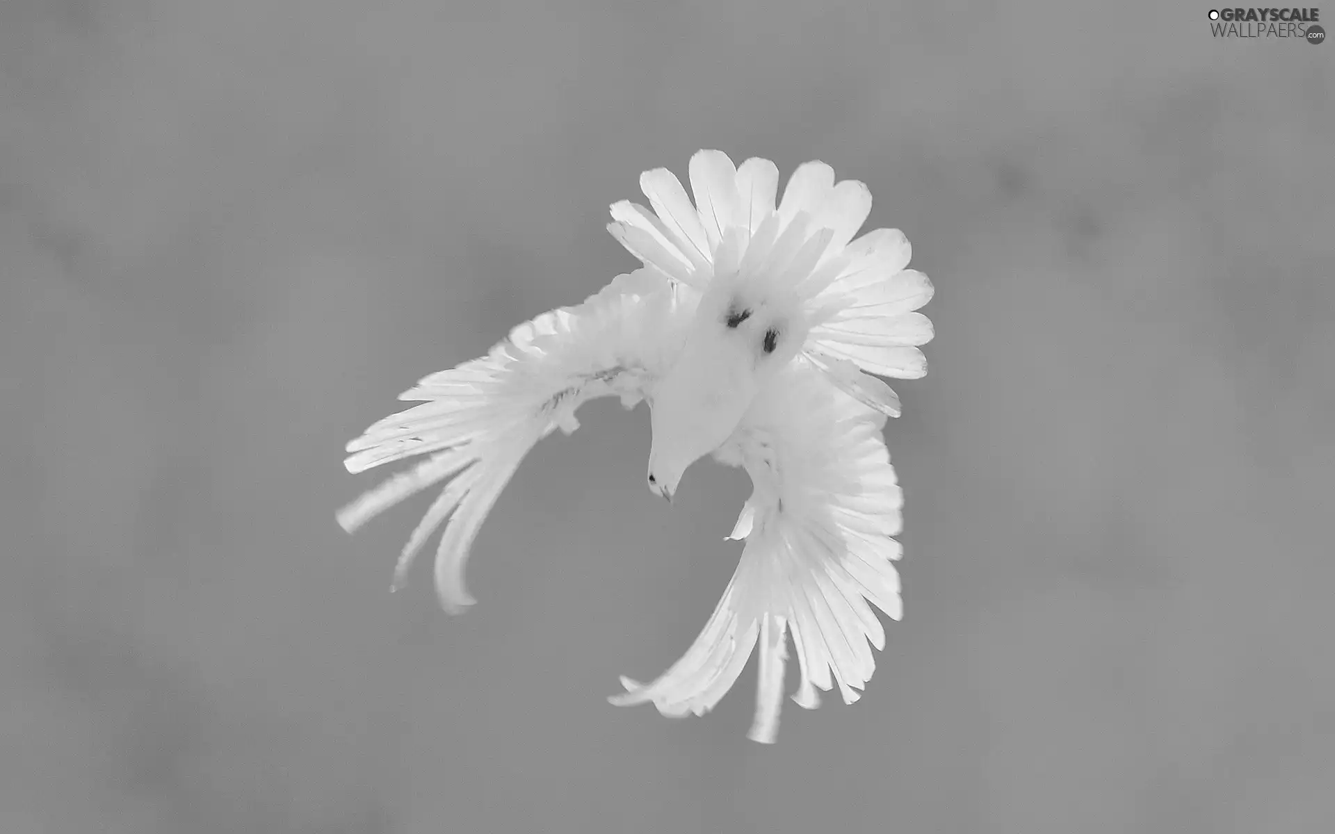 flight, White, dove