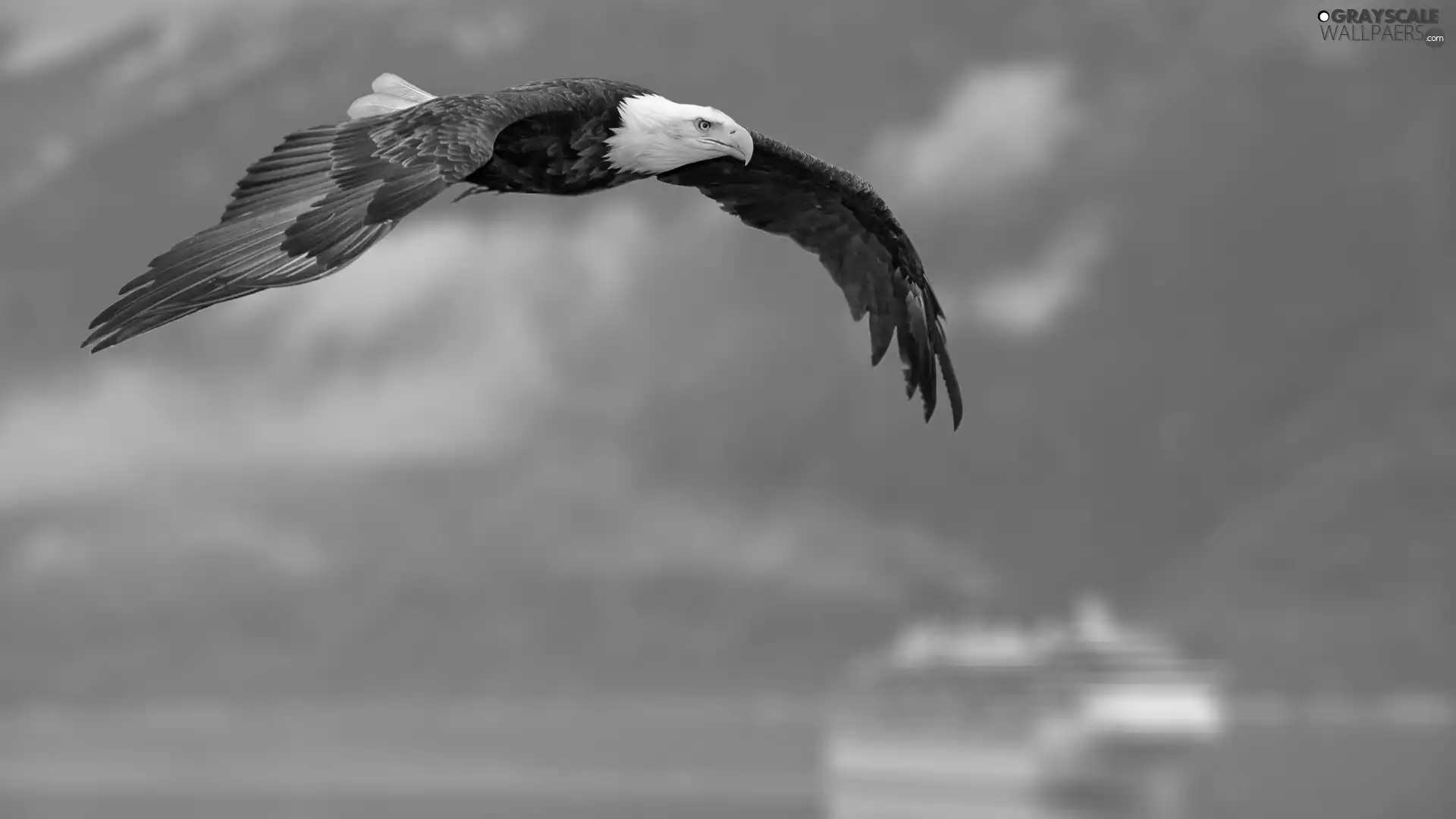 American Bald Eagle, flight