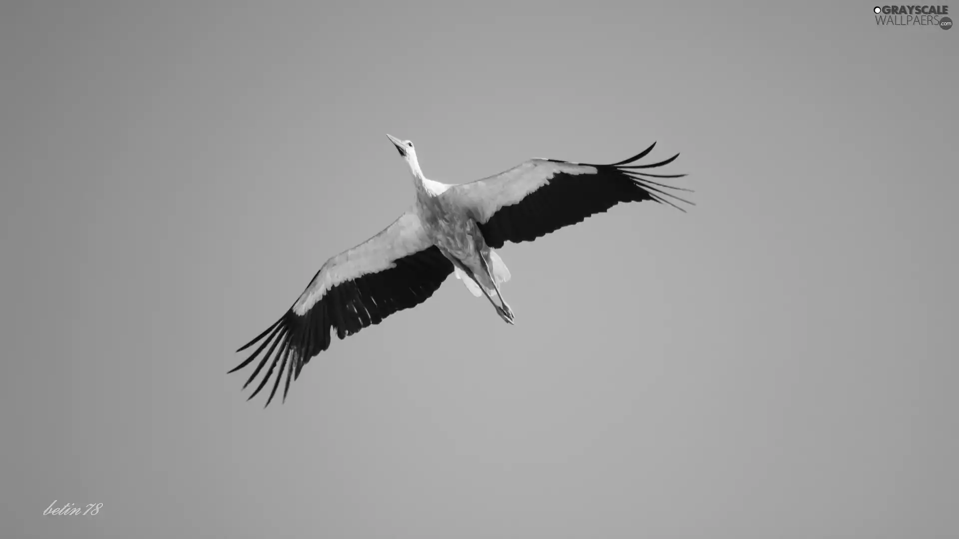 stork, azure, flight, Sky