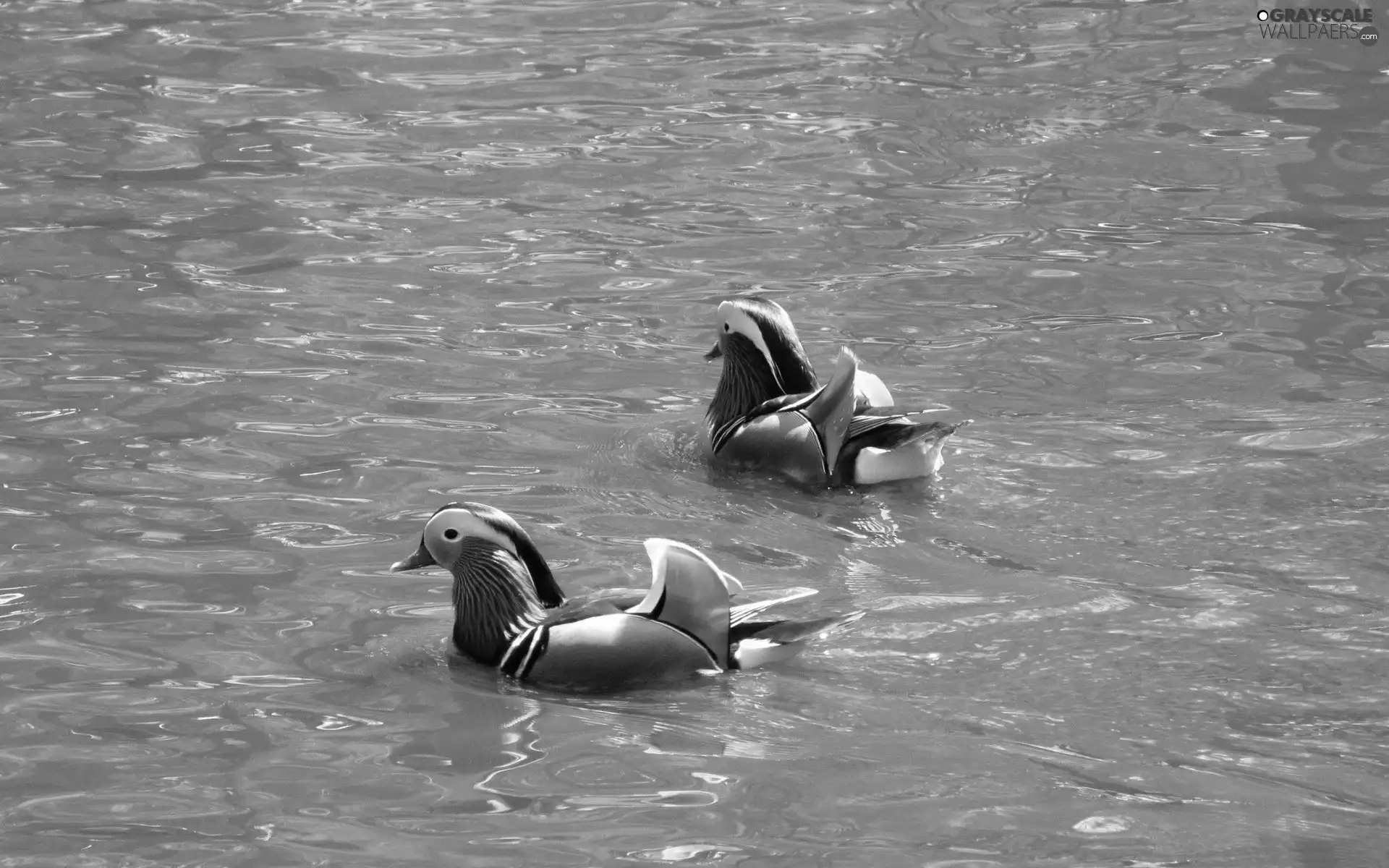 Mandarin ducks, water, Floating