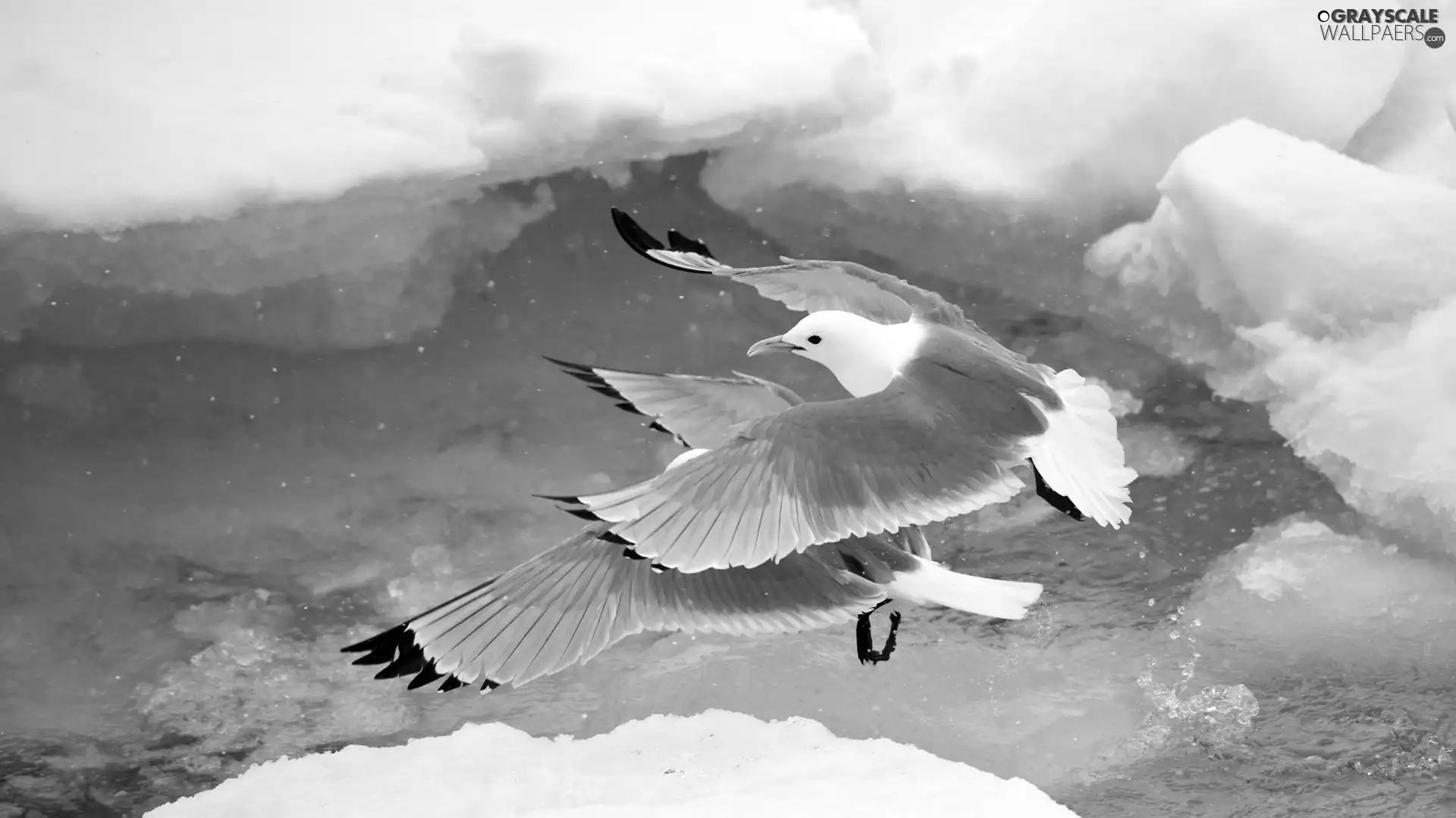 floe, gulls, water