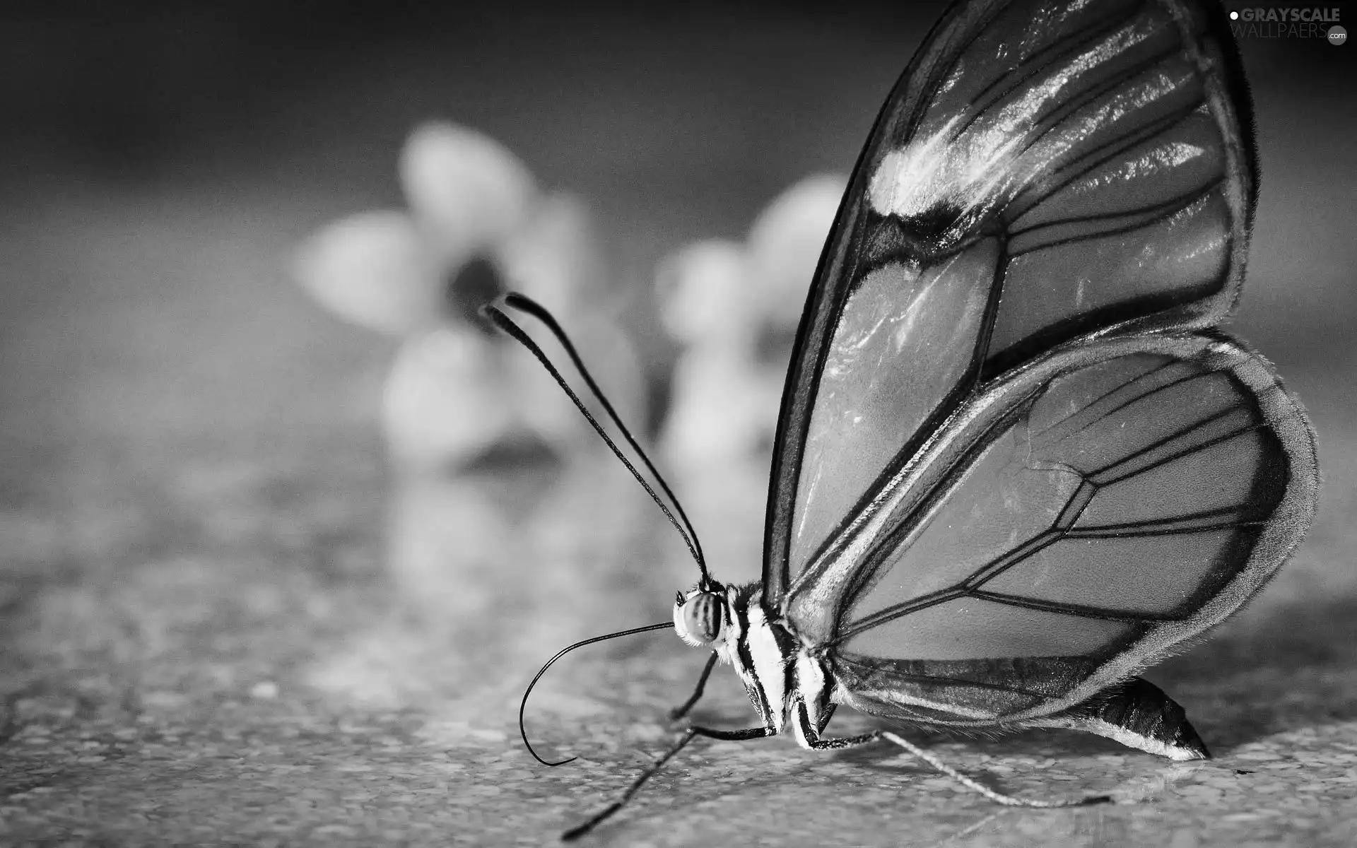 butterfly, Flowers, floor, Greta Oto