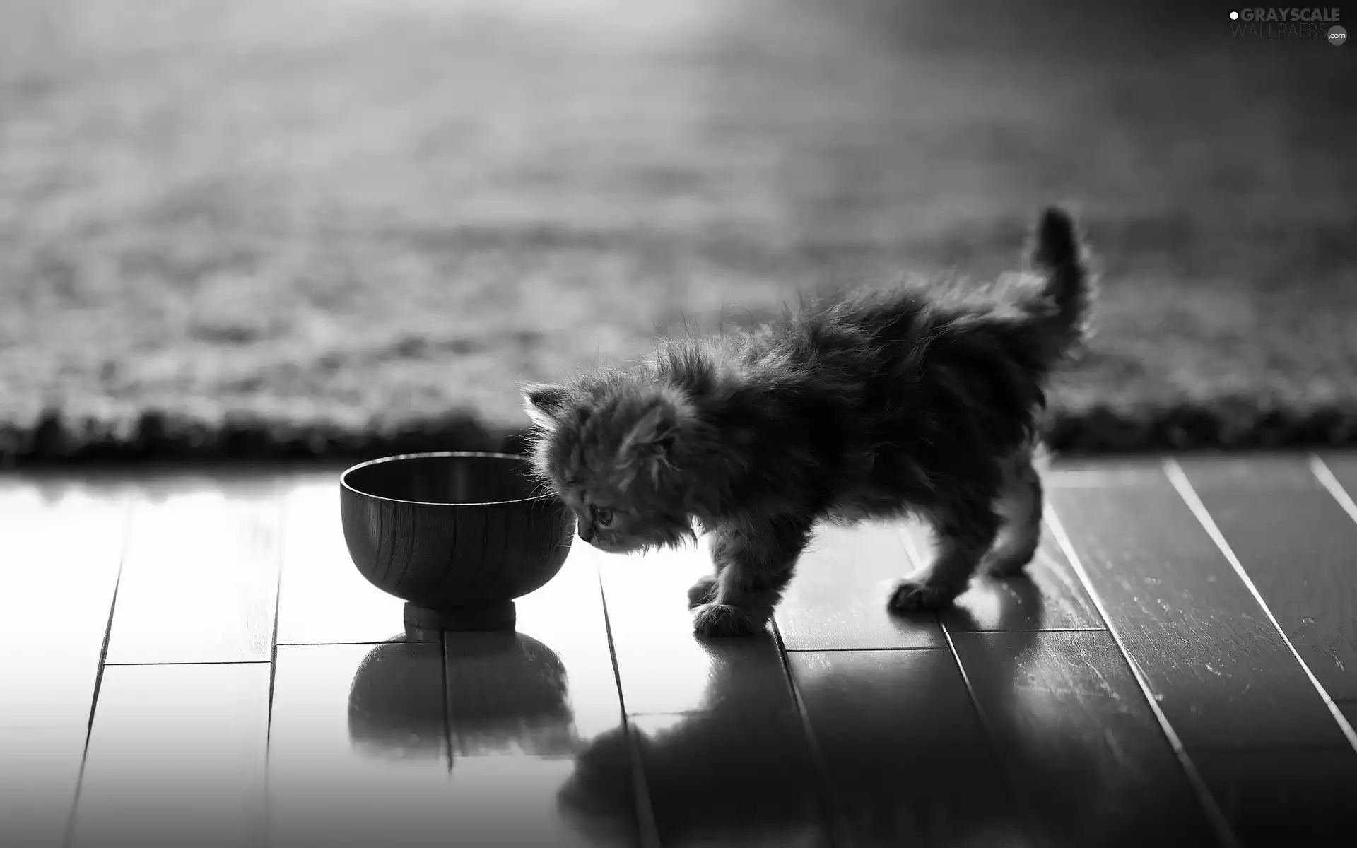 Little, bowl, floor, kitten