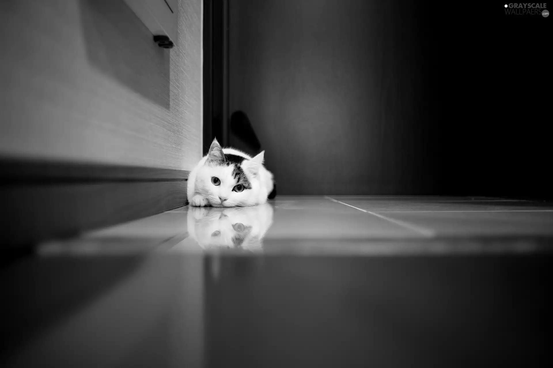 Black and white, cat, floor