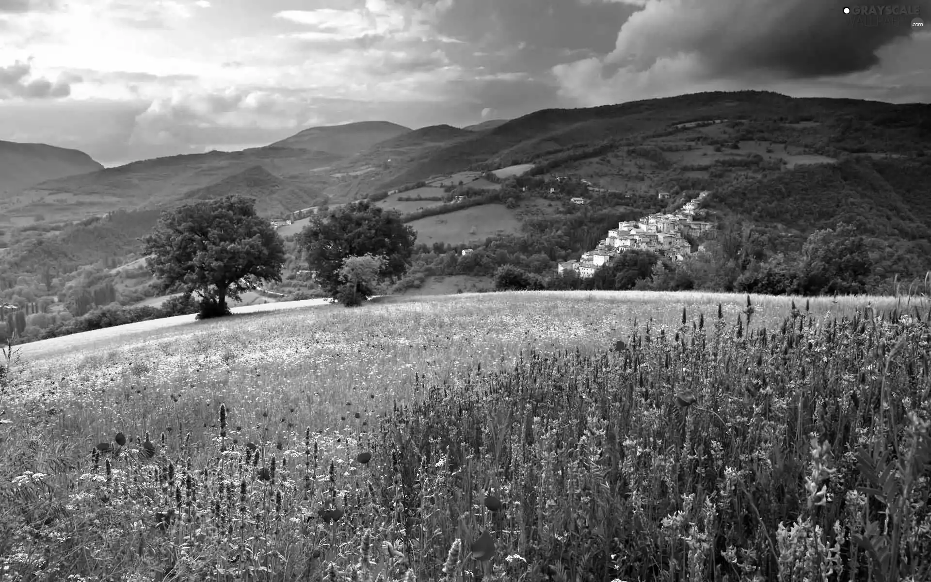 car in the meadow, summer, Floral