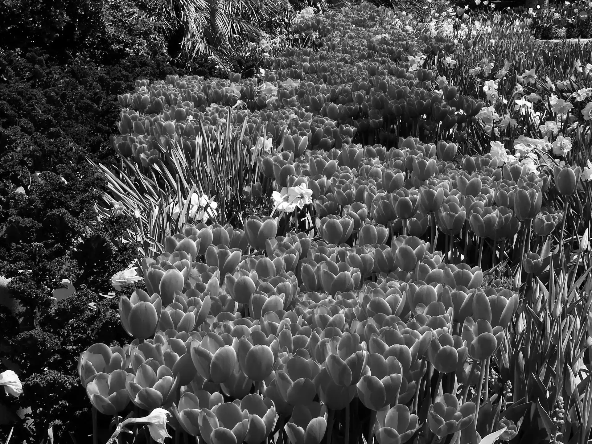 Orange, carpet, floral, Tulips