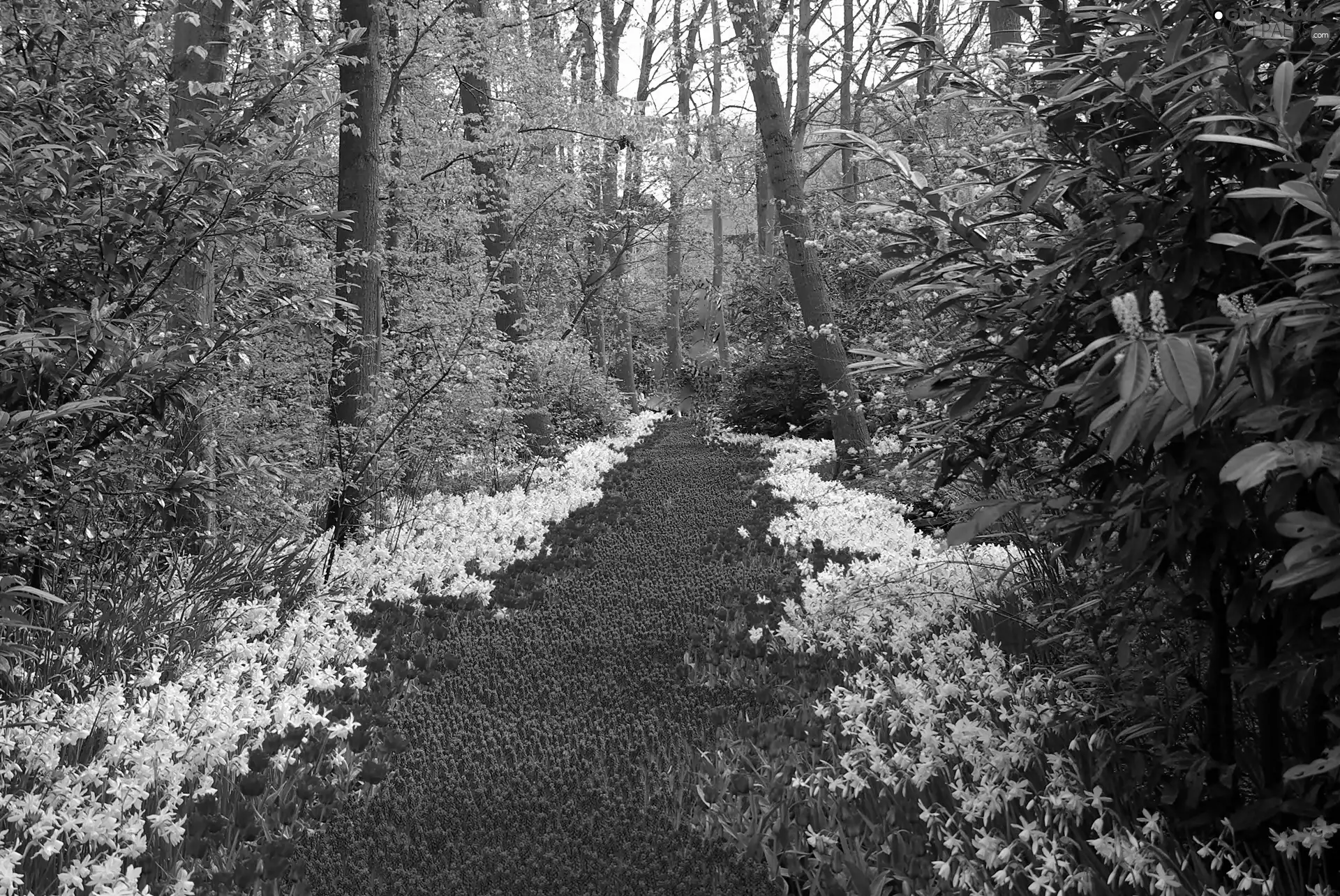 Spring, carpet, floral, Park