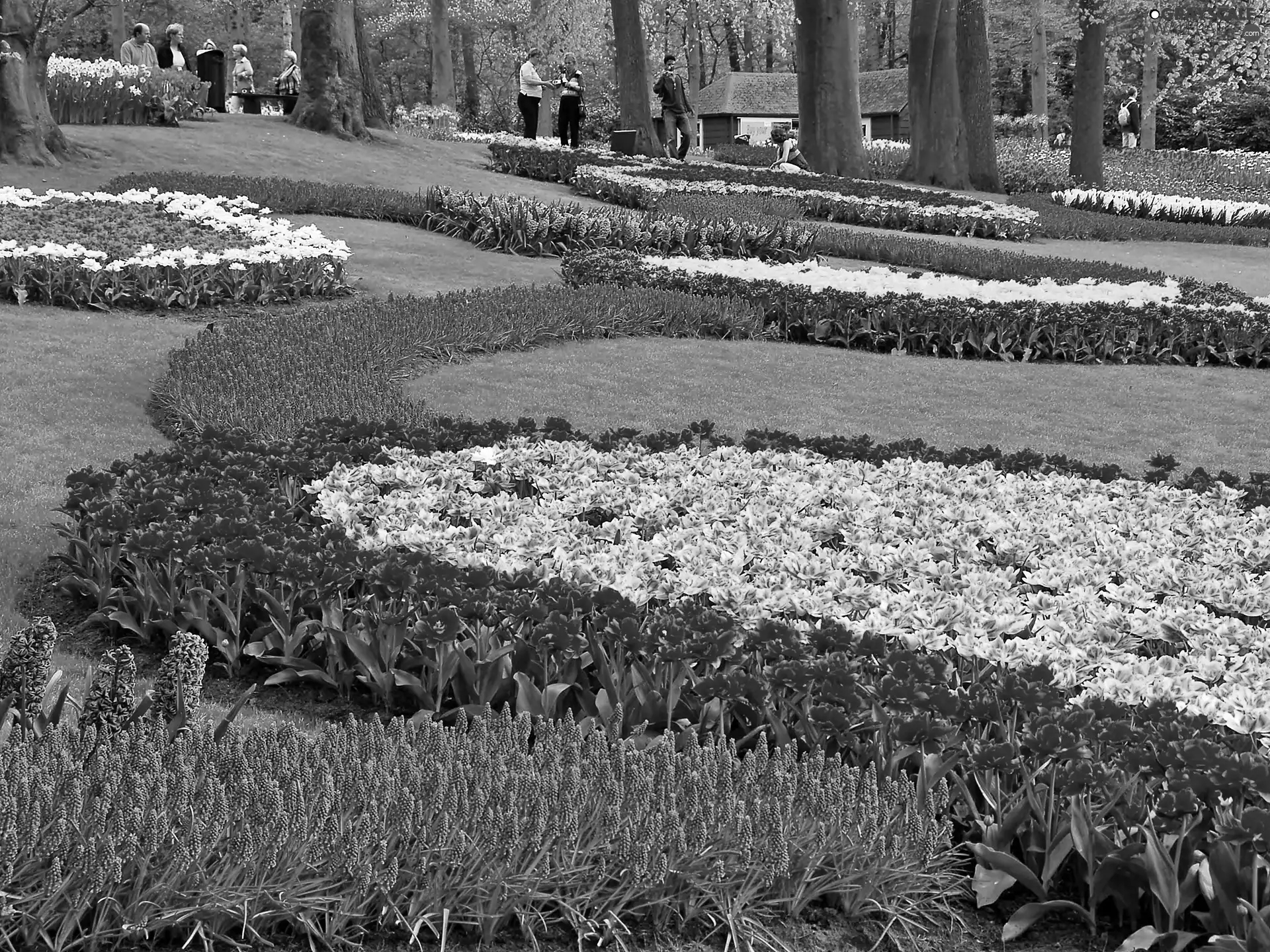 Floral, walkers, Park, carpeting, Spring