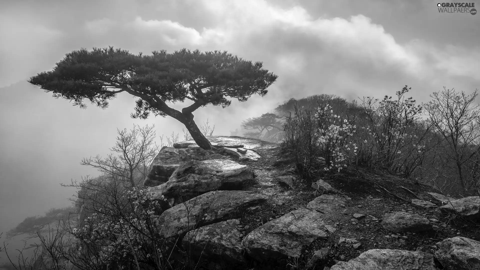 Bush, Fog, trees, Flourished, Rocks, Flowers, pine