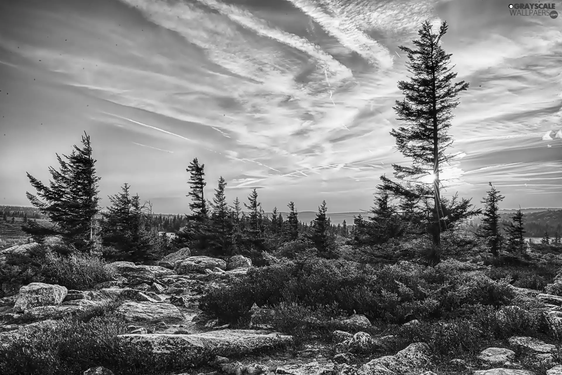 flourishing, Bush, rocks, Stones, Sunrise