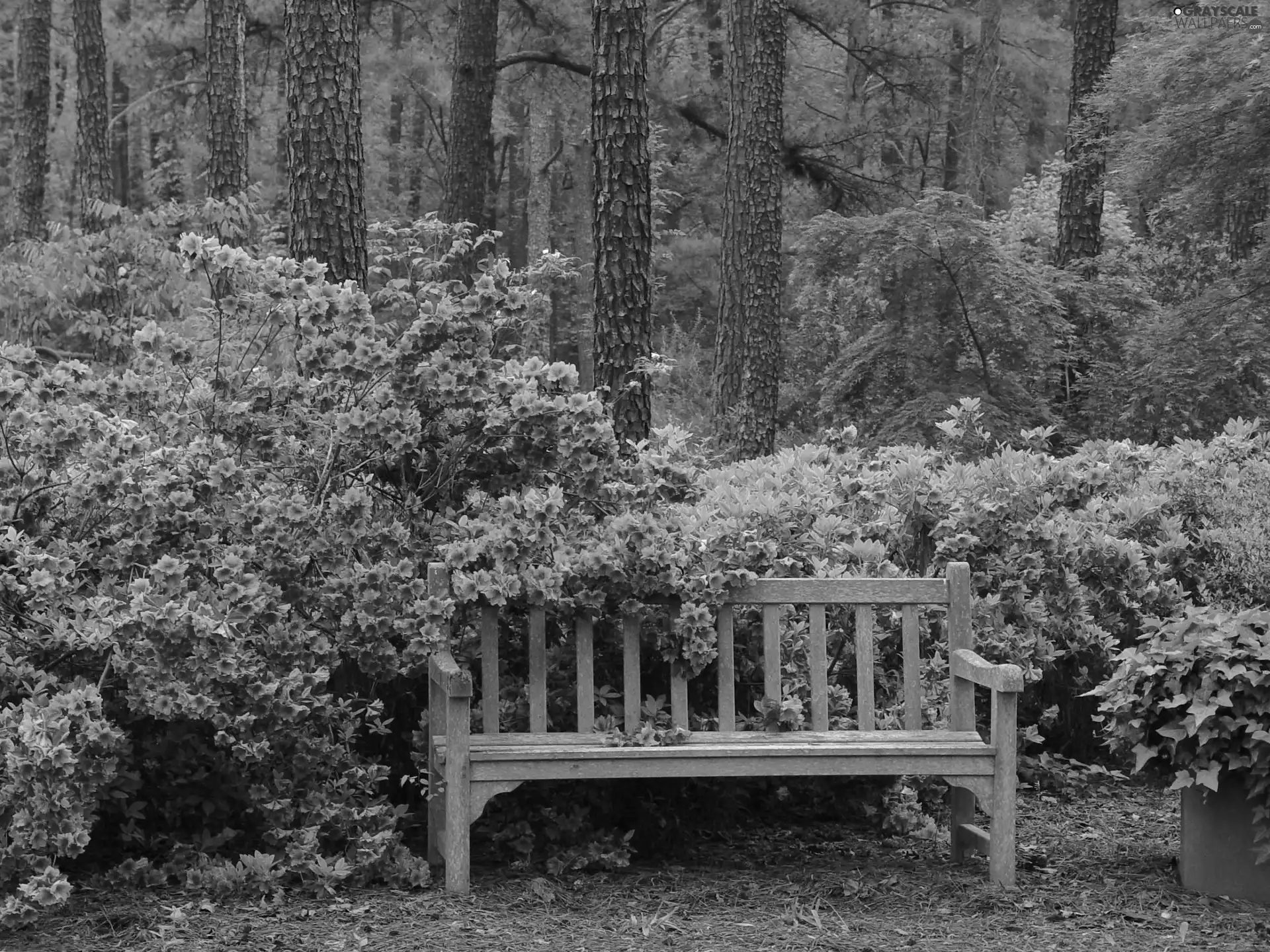 Bush, forest, flourishing, Rhododendrons, Bench, flourishing