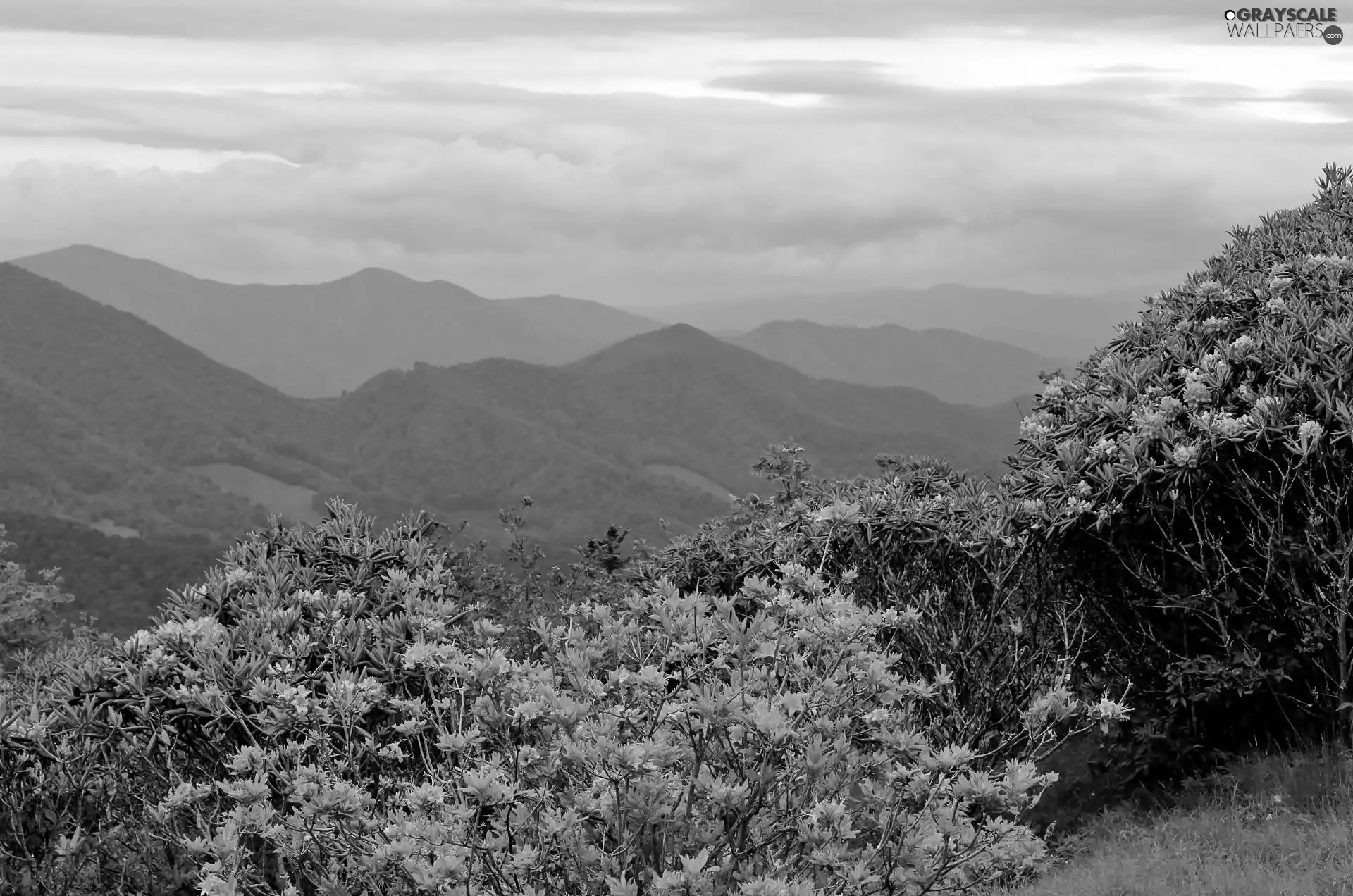 flourishing, Rhododendrons, Mountains, woods, Spring