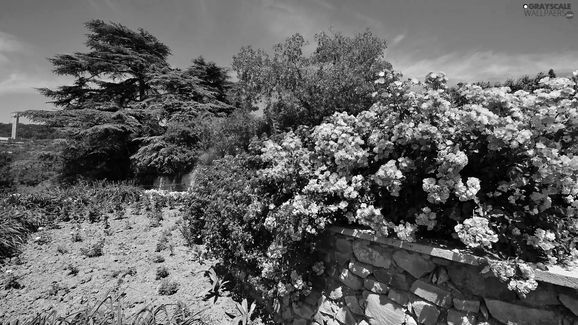 ledge, trees, Bush, viewes, Garden, flourishing, Rosen