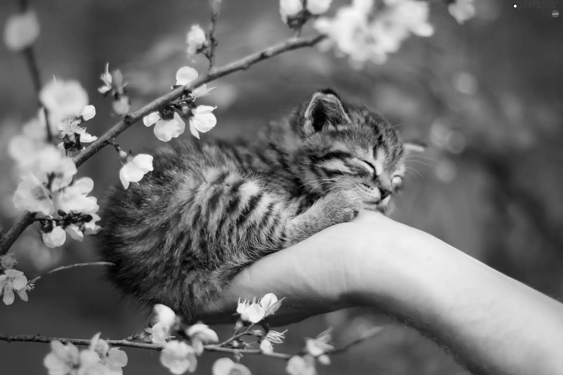 hand, sleepy, flourishing, Twigs, Spring, kitten