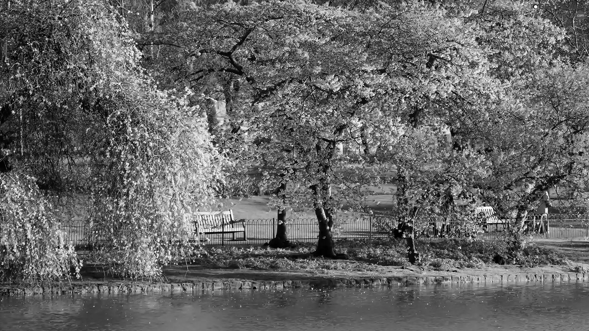 flourishing, Spring, viewes, Pond - car, trees, Park