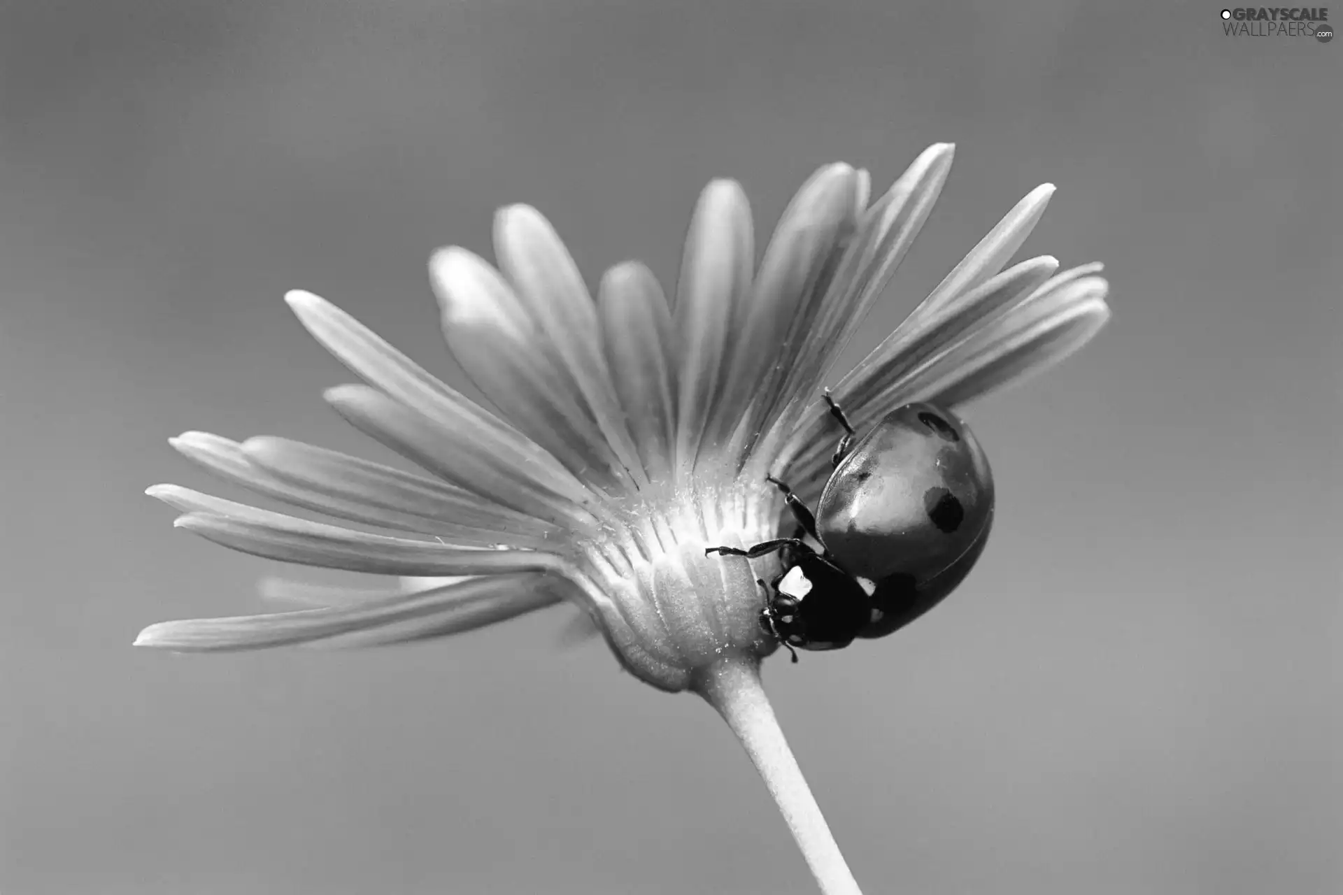 flower, ladybird, an