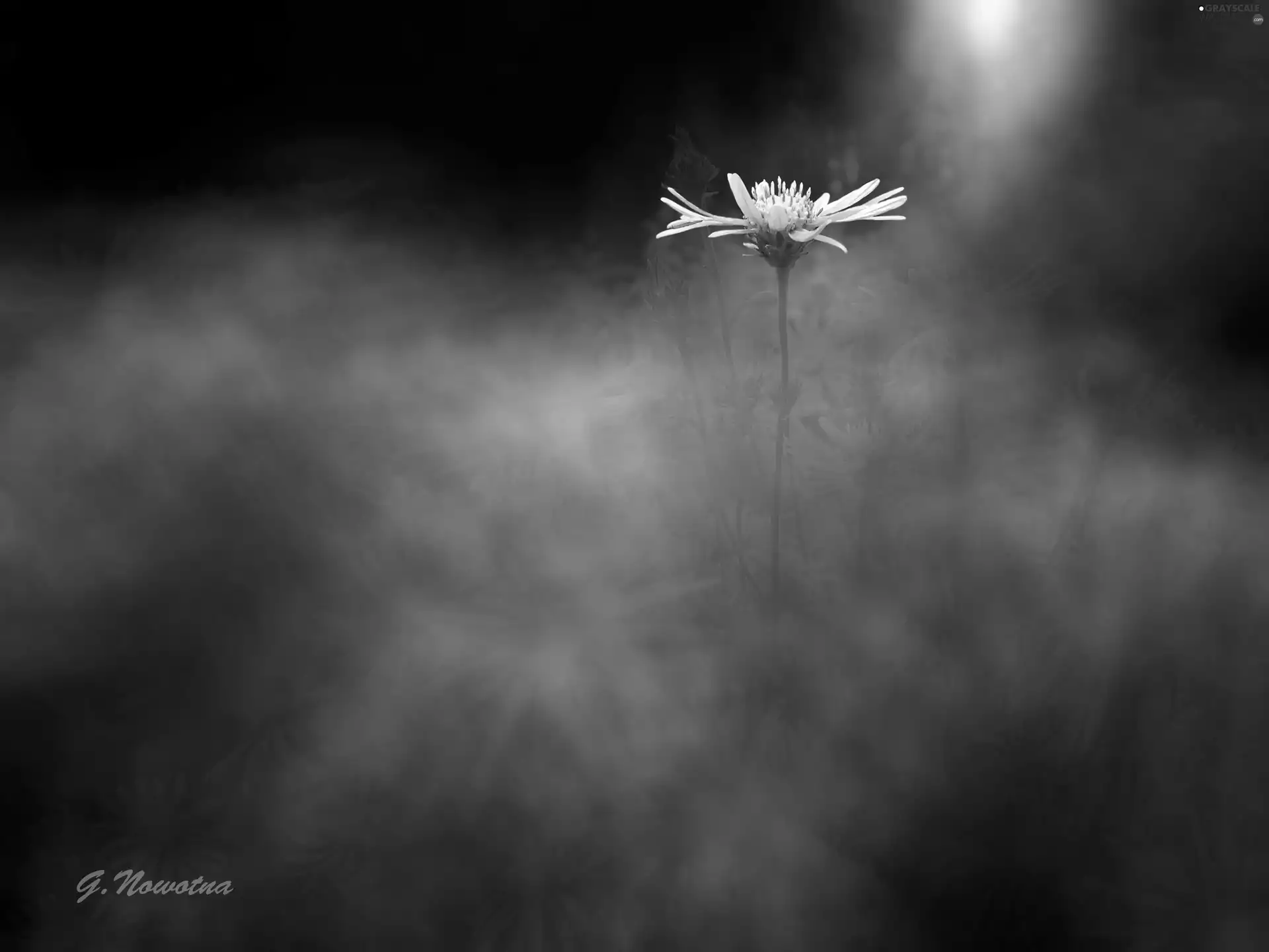 Flower, Blue, background