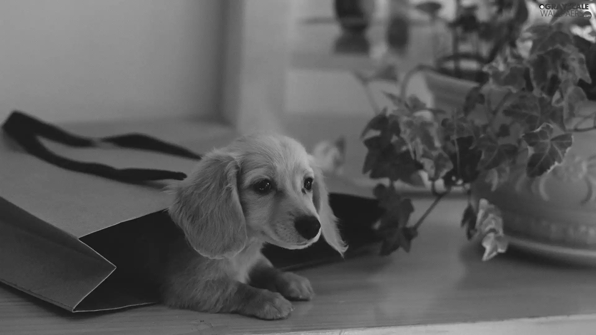 puppie, Flower, dachshund, bag