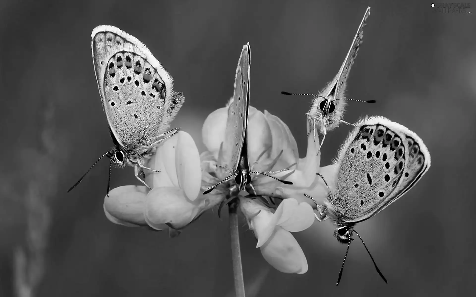 butterflies, Yellow, Flower, blue tits