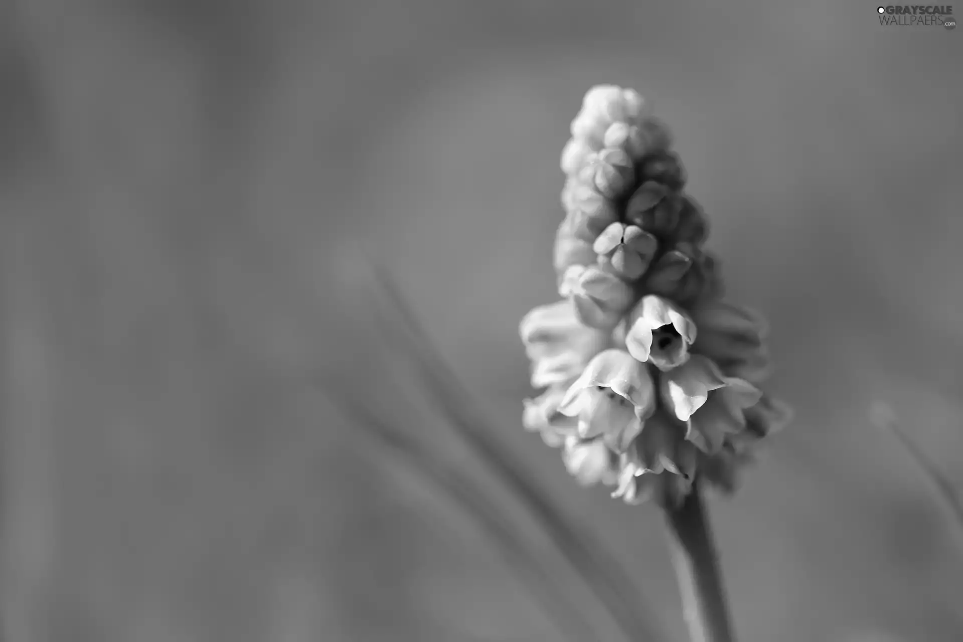 Flower, Muscari, blue