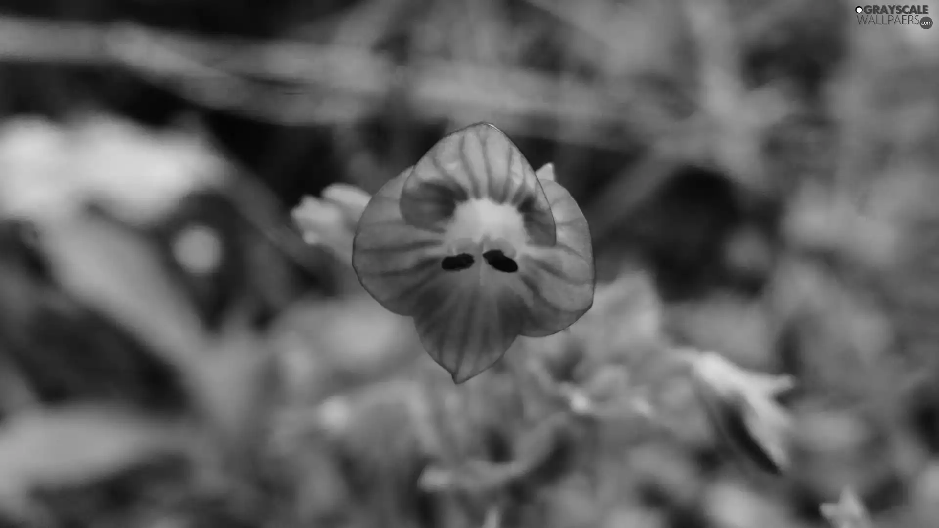 blue, Flower