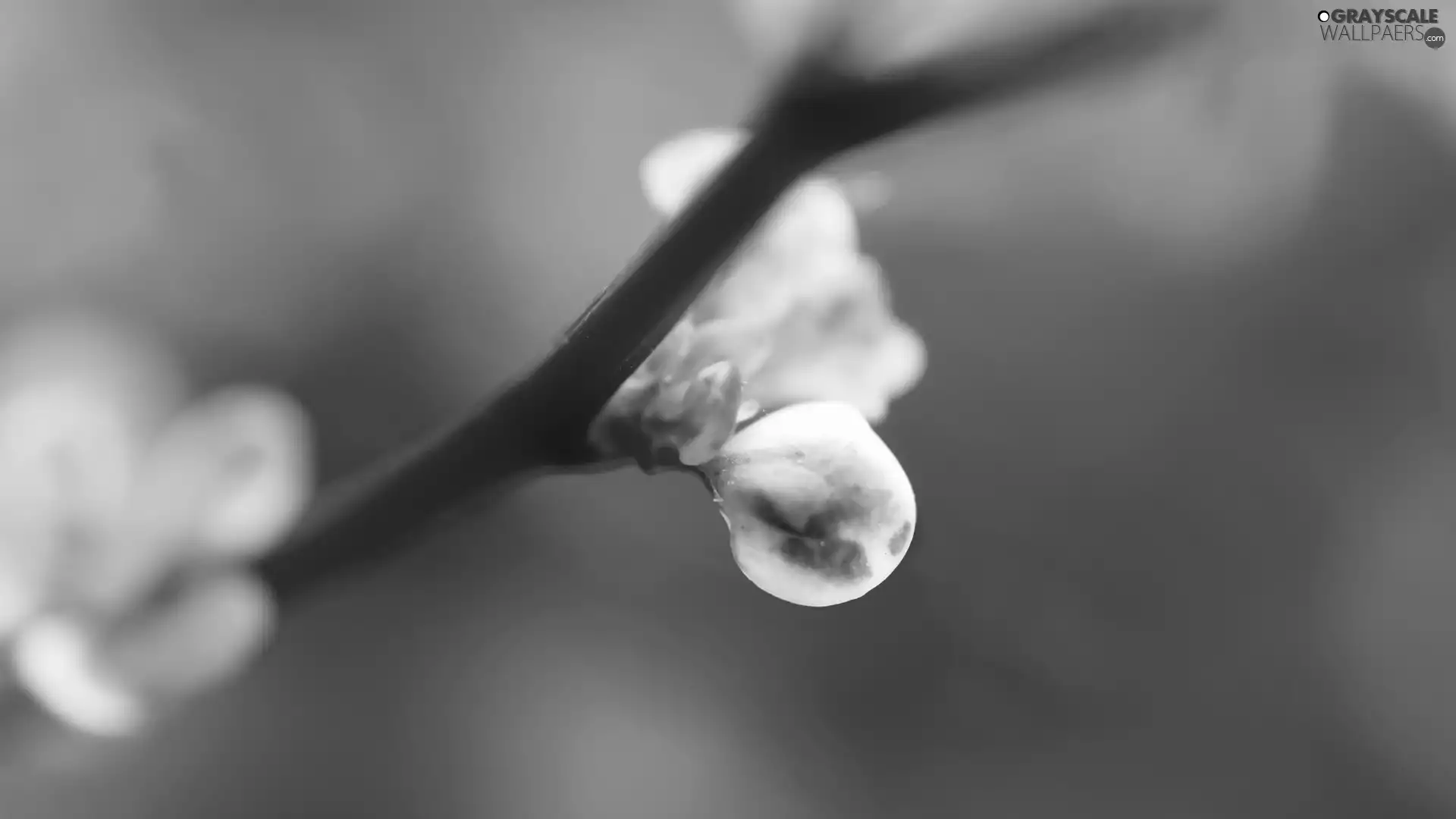 Flower, twig, bud