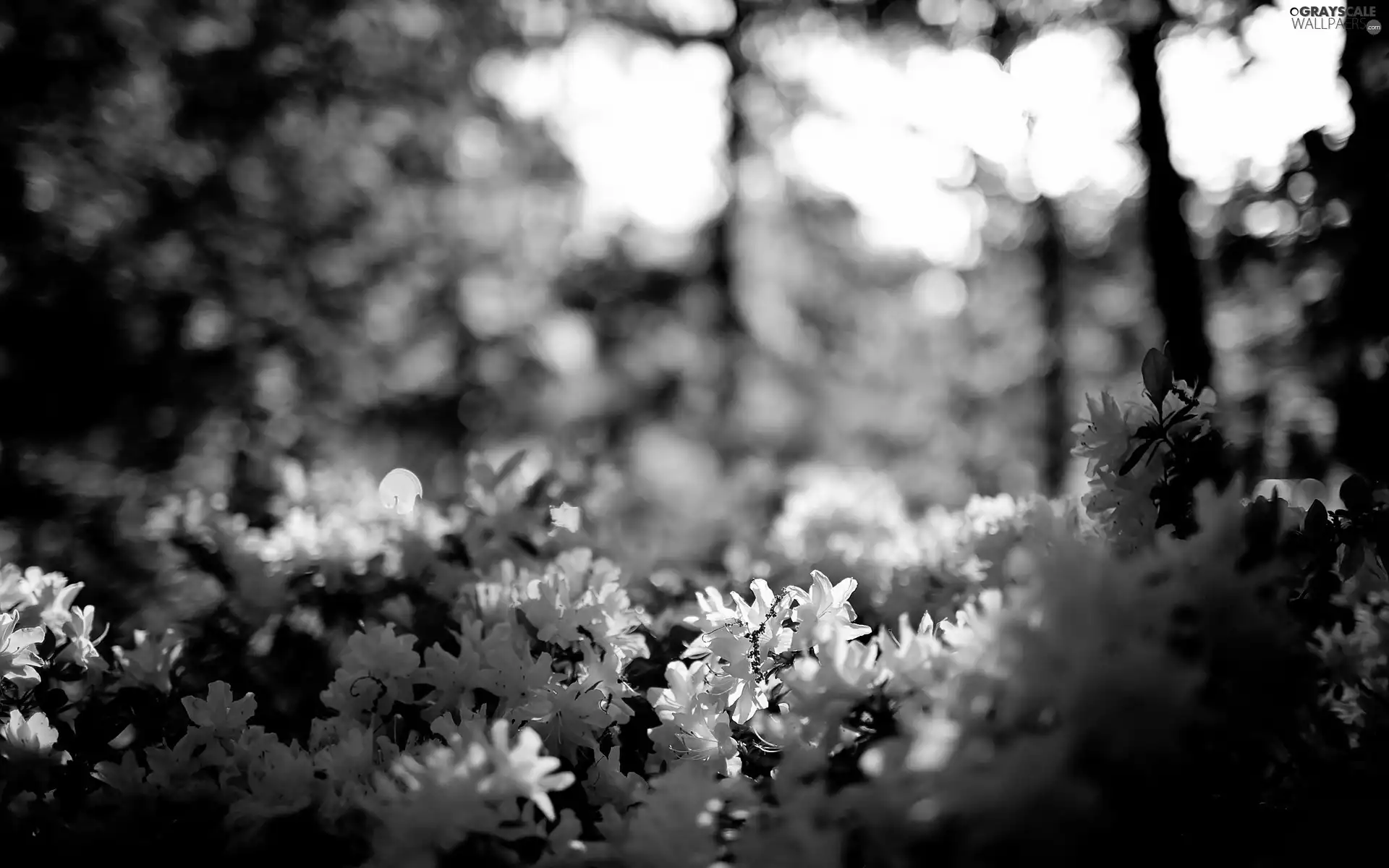 flash, viewes, Bush, shadow, ligh, trees, flower, blur, luminosity, sun