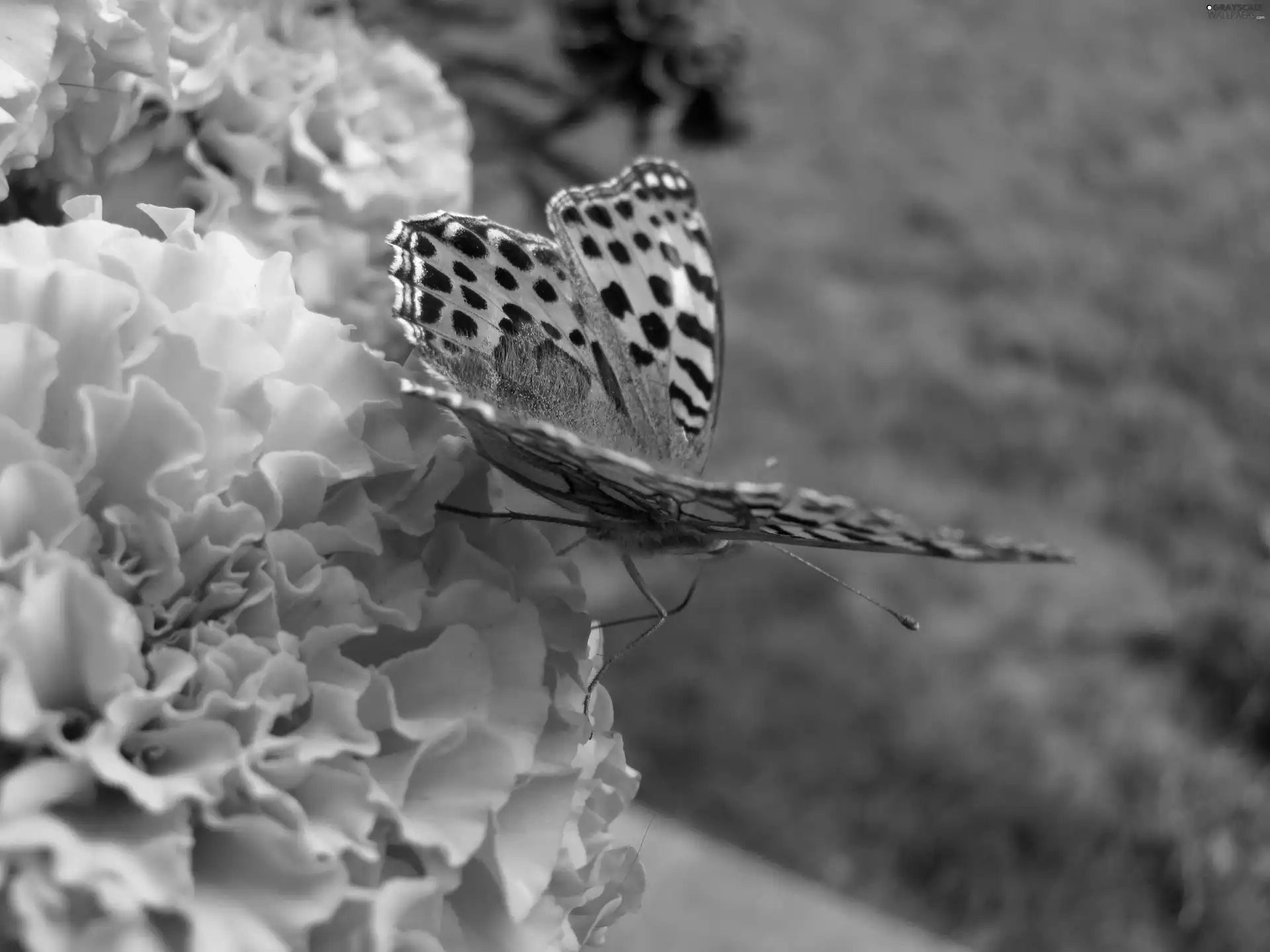 butterfly, Flower