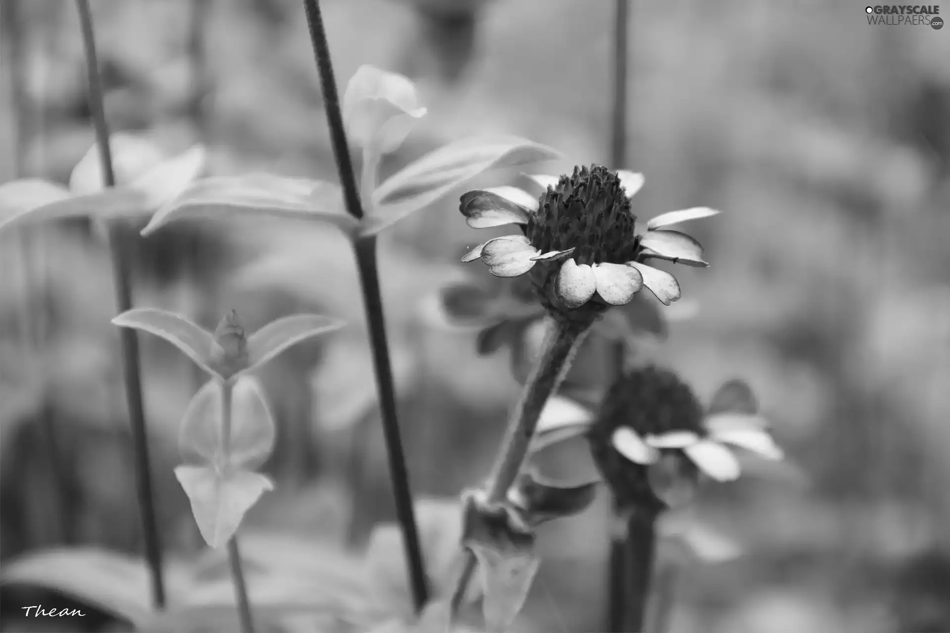 dry, Flower