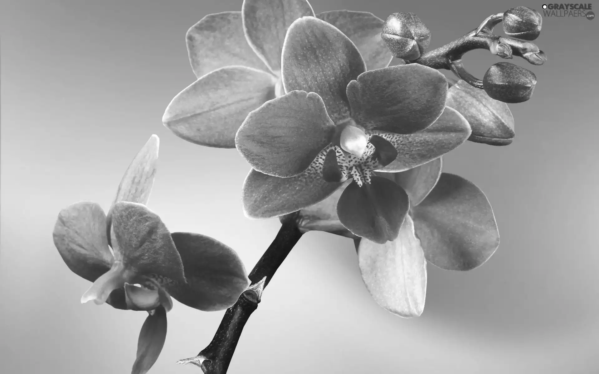 Pink, Colourfull Flowers, Buds, Colorful Background, orchid, flower