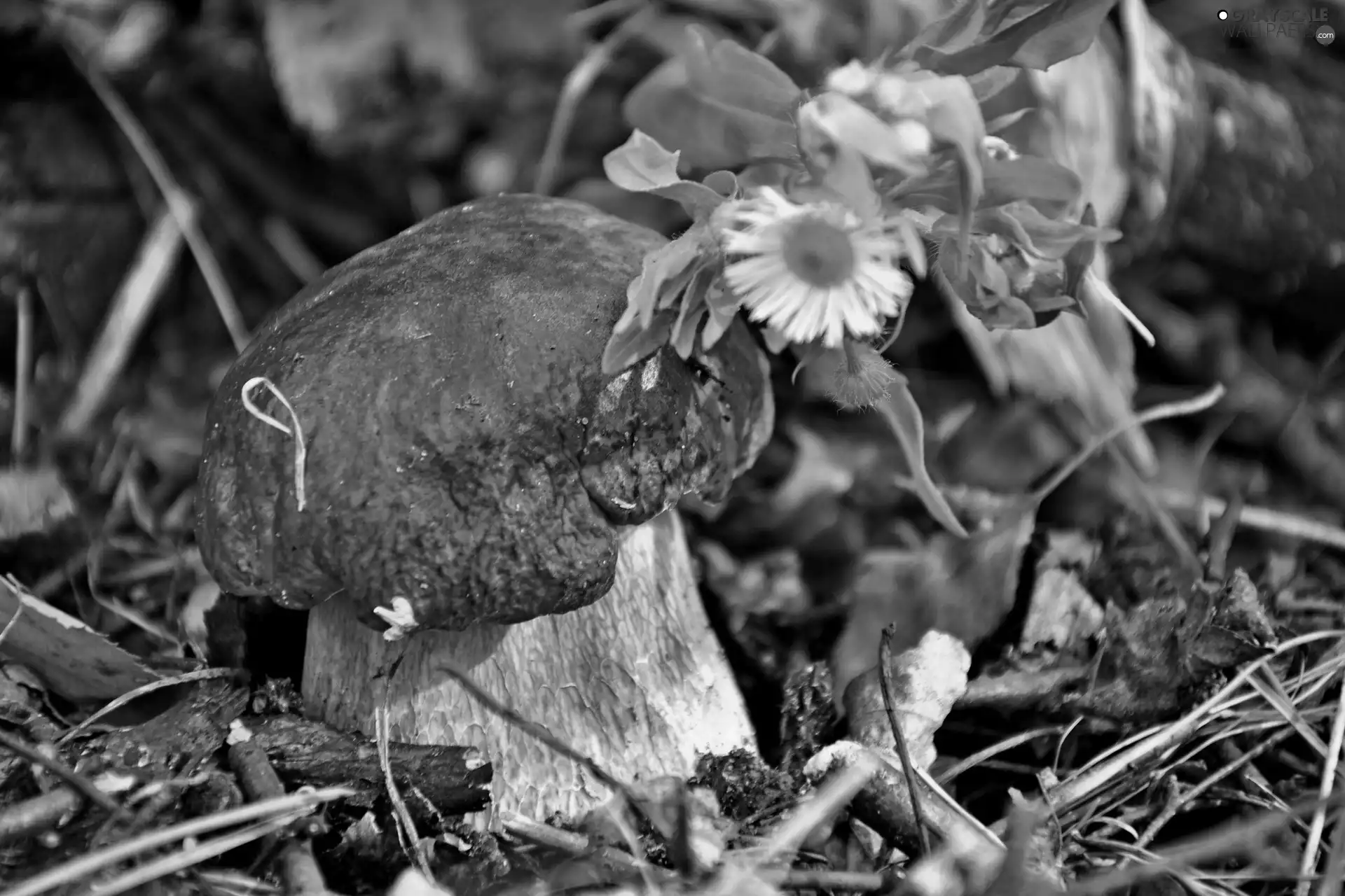 Flower, Mushrooms, forest