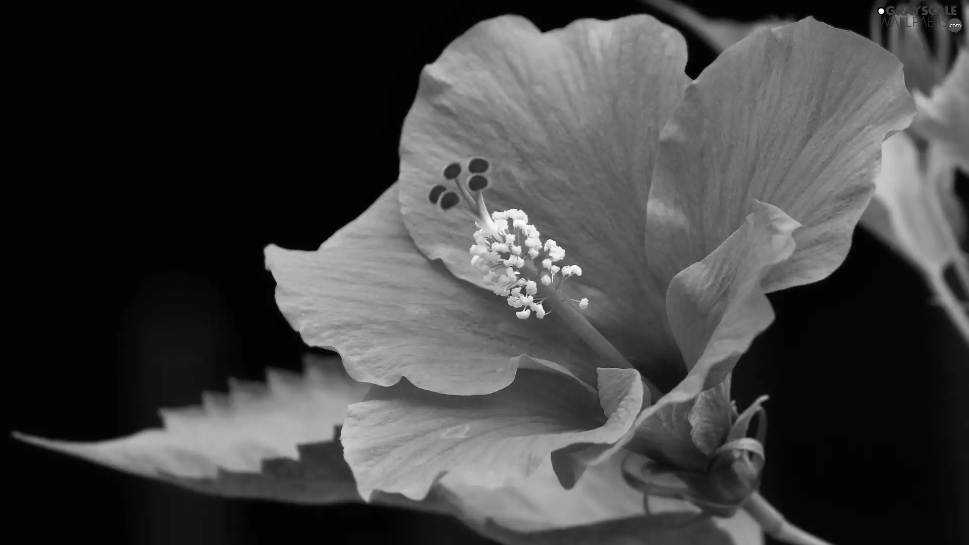 flower, hibiskus