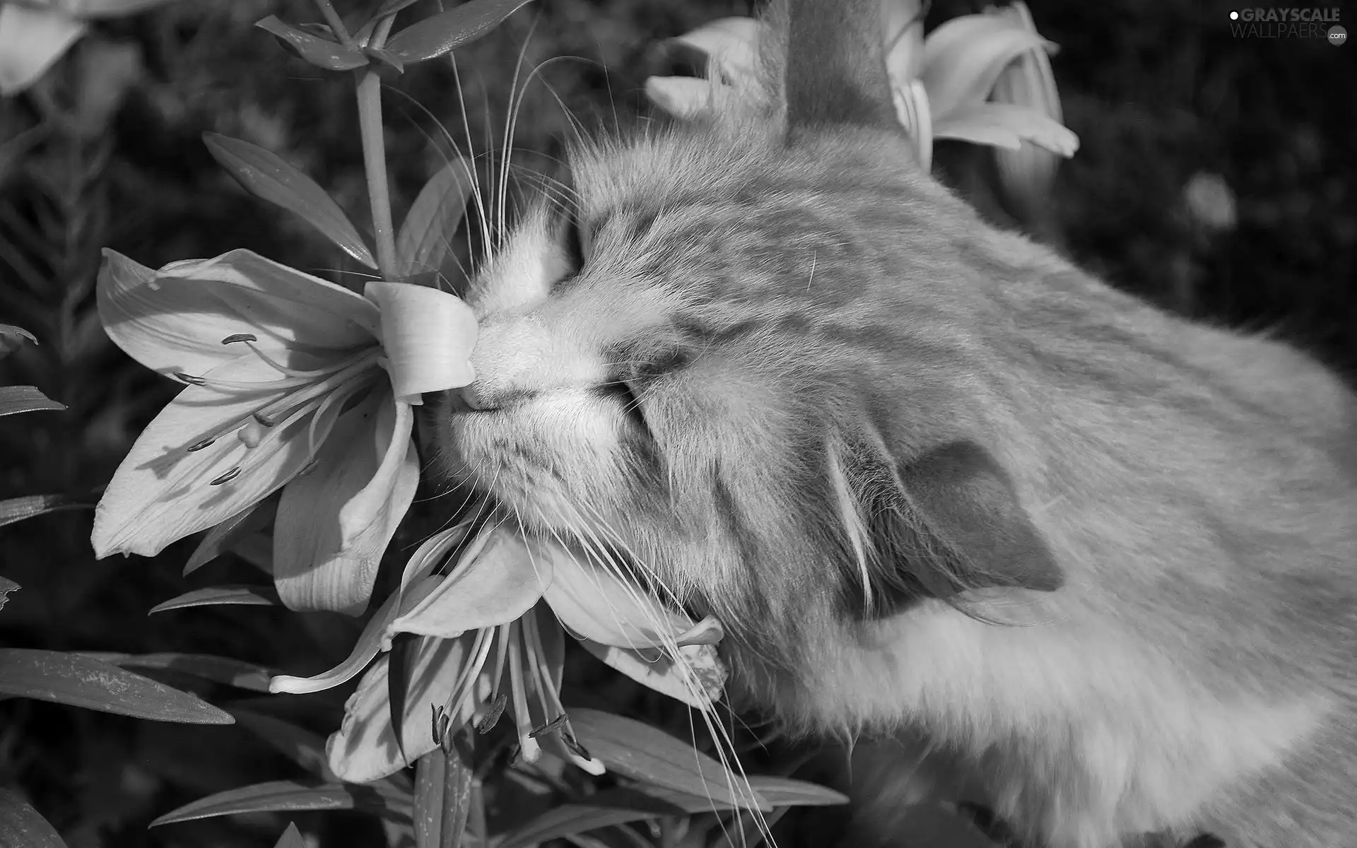 Flower, ginger, kitten