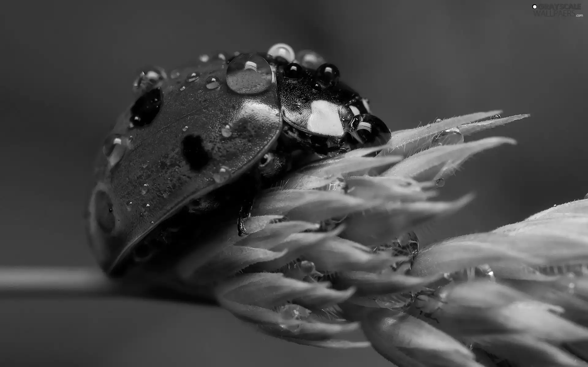 ladybird, water, Flower, drops