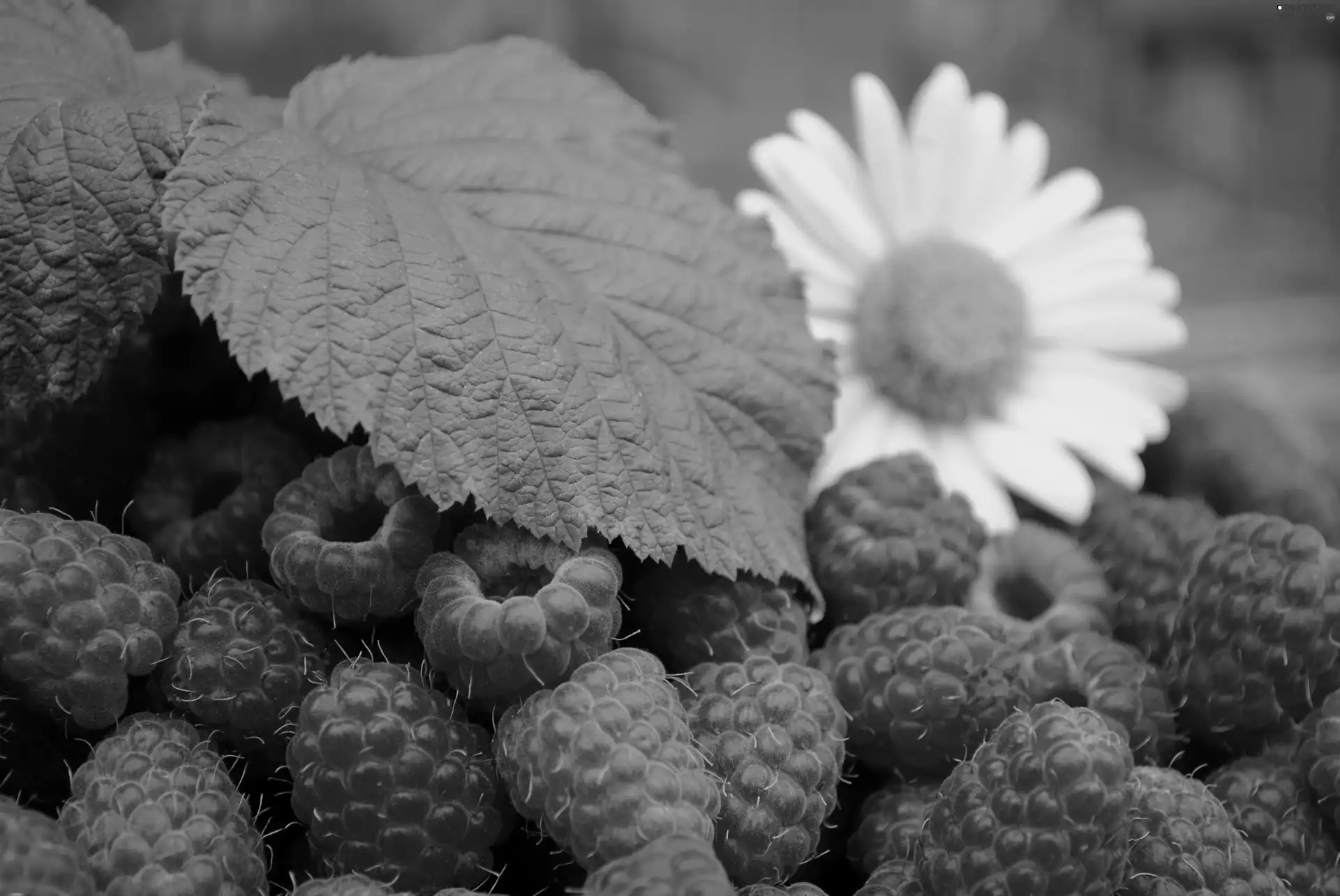 Flower, raspberries, leaves