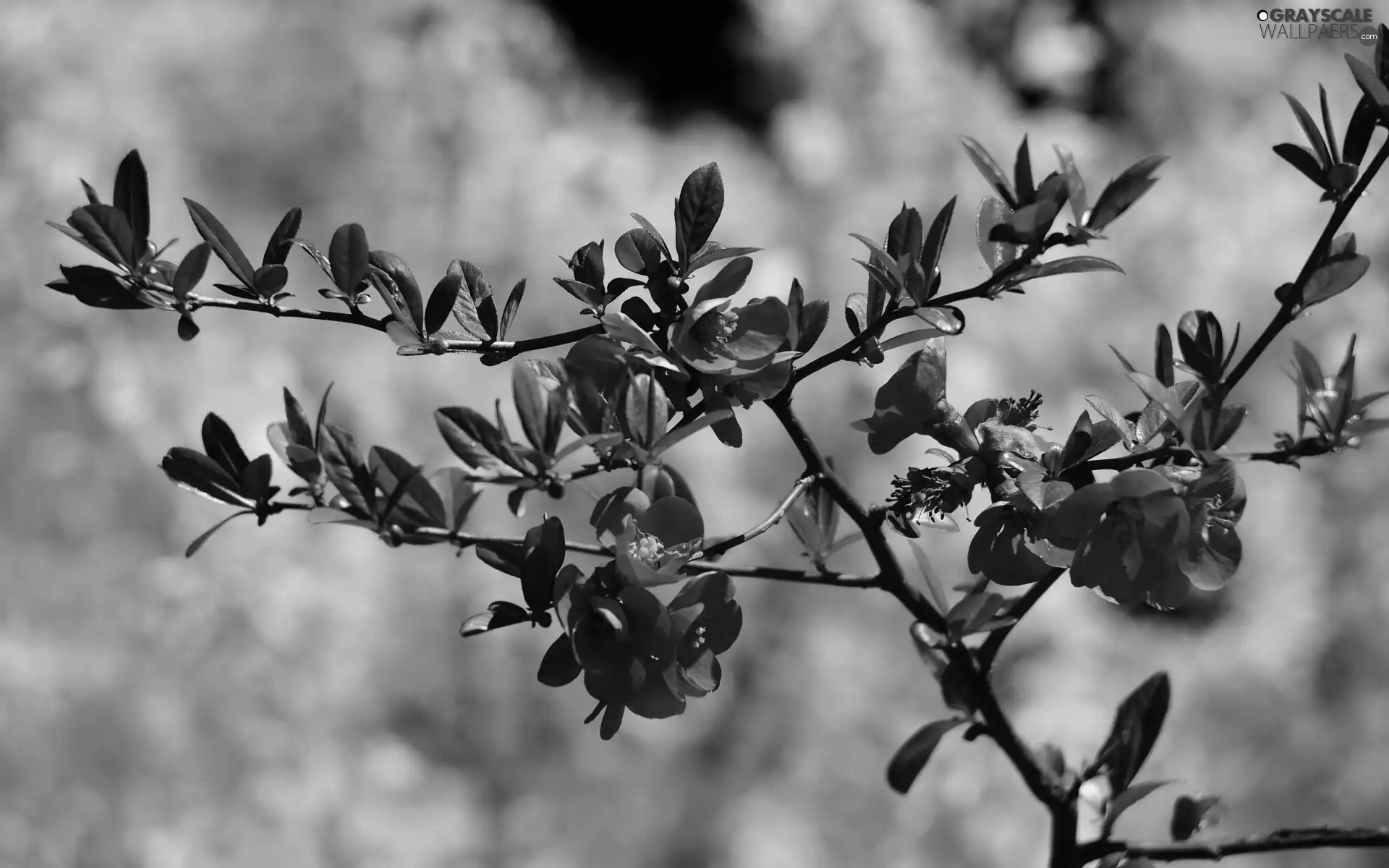 Flower, twig, leaves